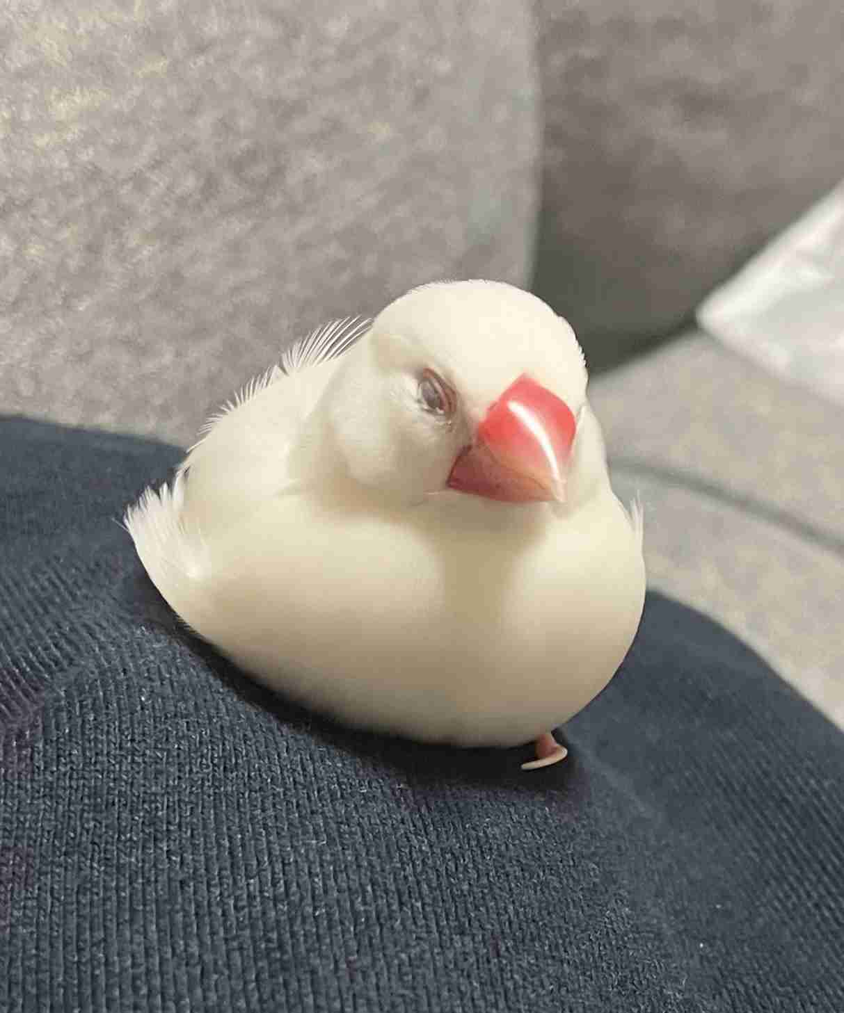 動物、ペットがのほほんと寝てる画像を見せて下さい