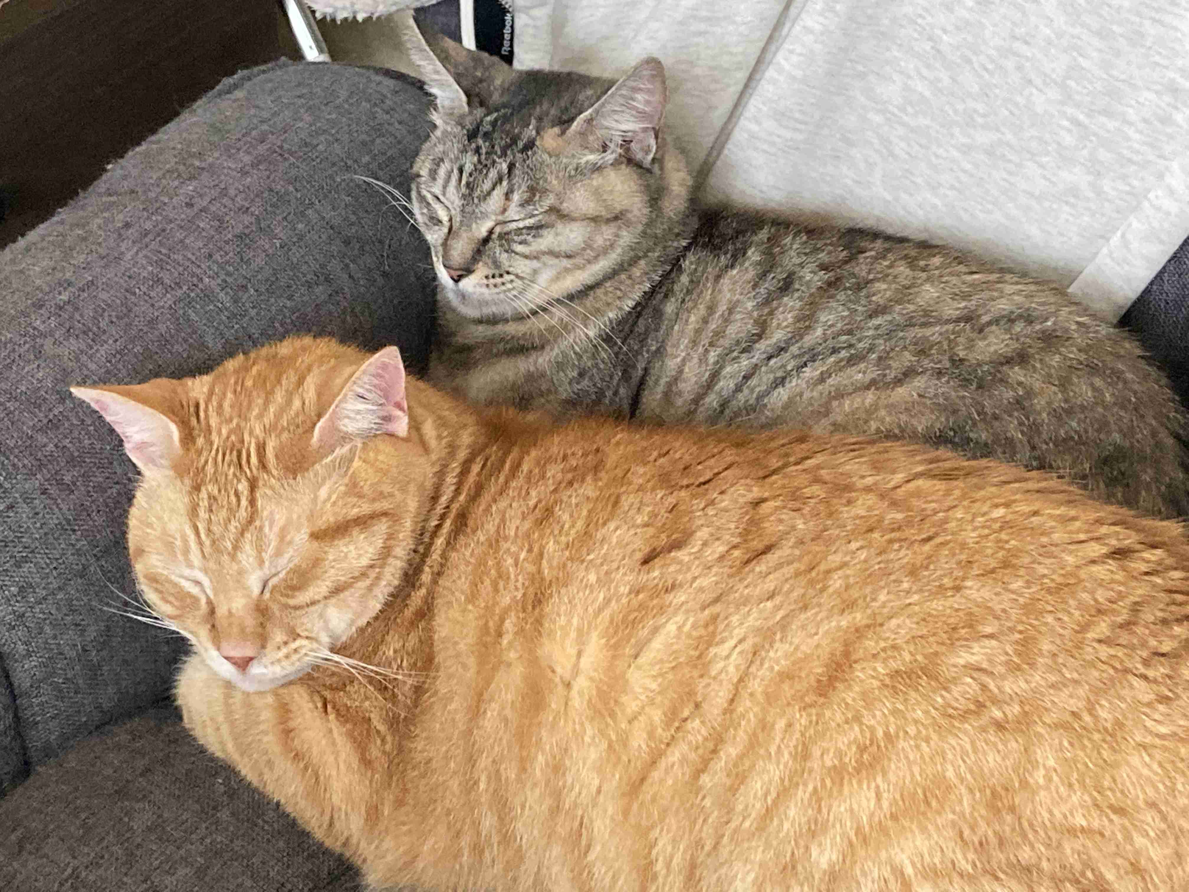 動物、ペットがのほほんと寝てる画像を見せて下さい