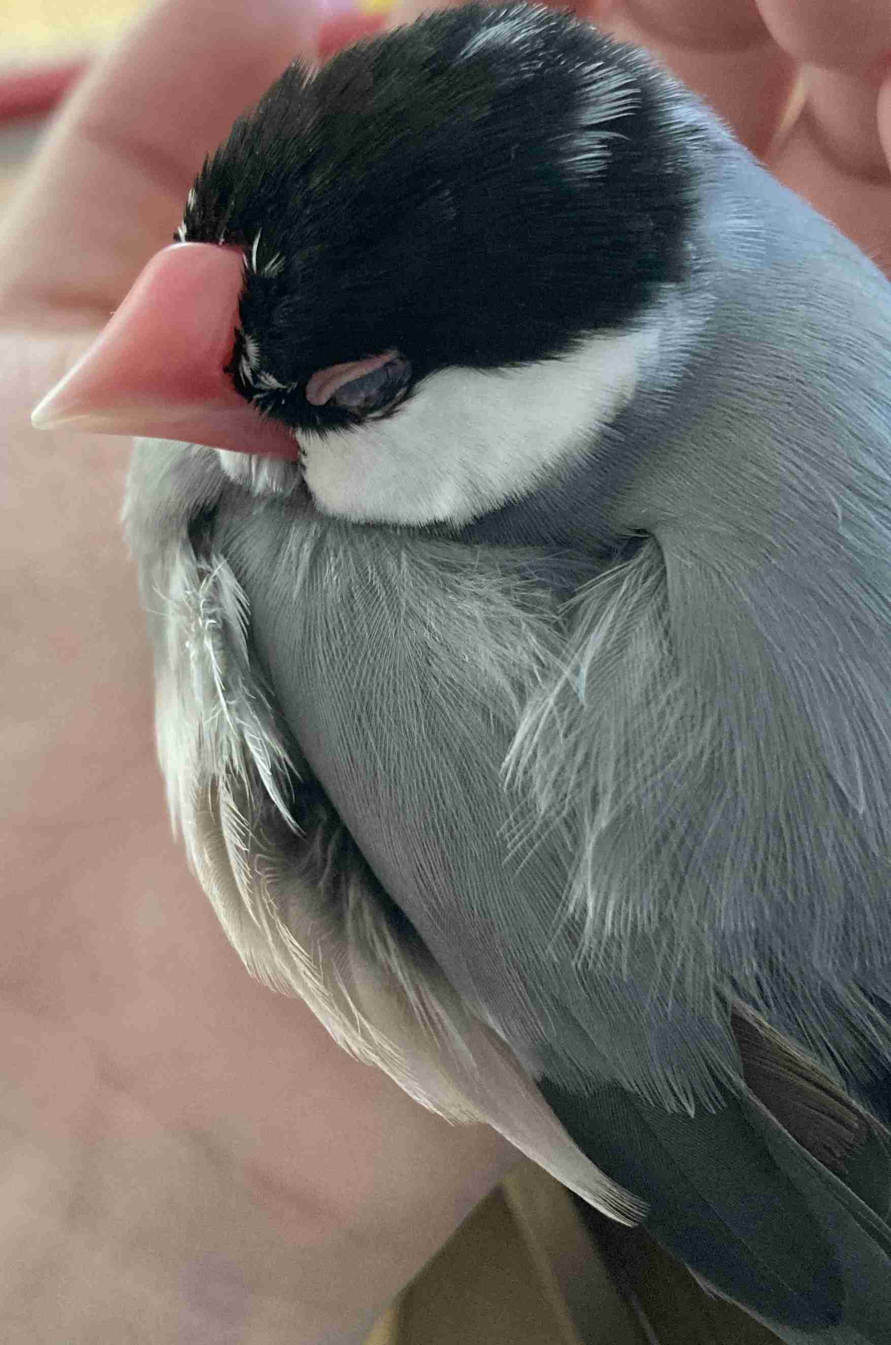 動物、ペットがのほほんと寝てる画像を見せて下さい