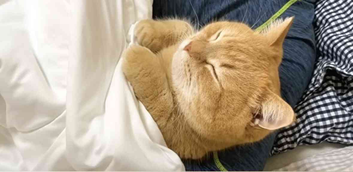 動物、ペットがのほほんと寝てる画像を見せて下さい