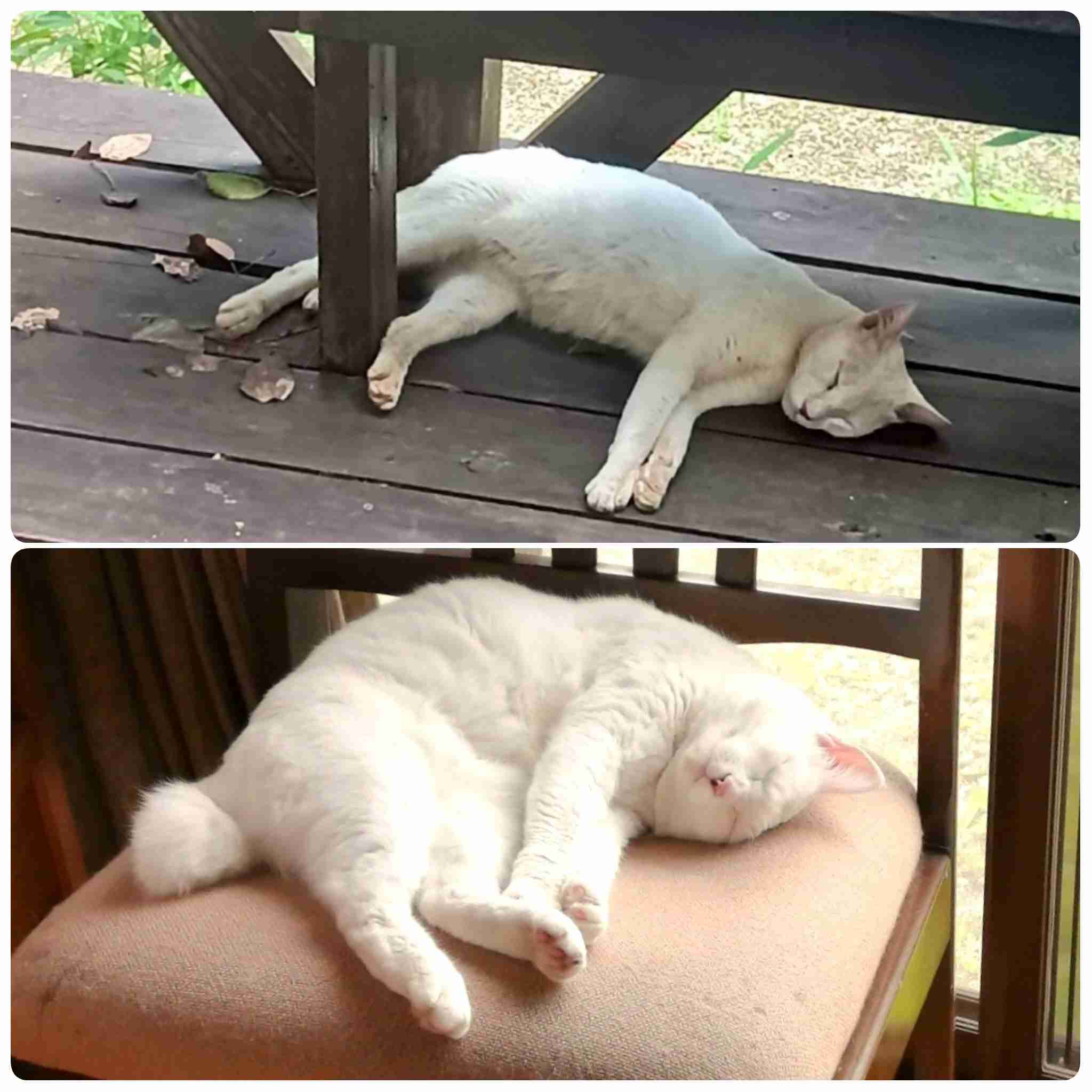 動物、ペットがのほほんと寝てる画像を見せて下さい