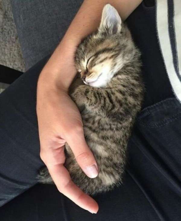 動物、ペットがのほほんと寝てる画像を見せて下さい