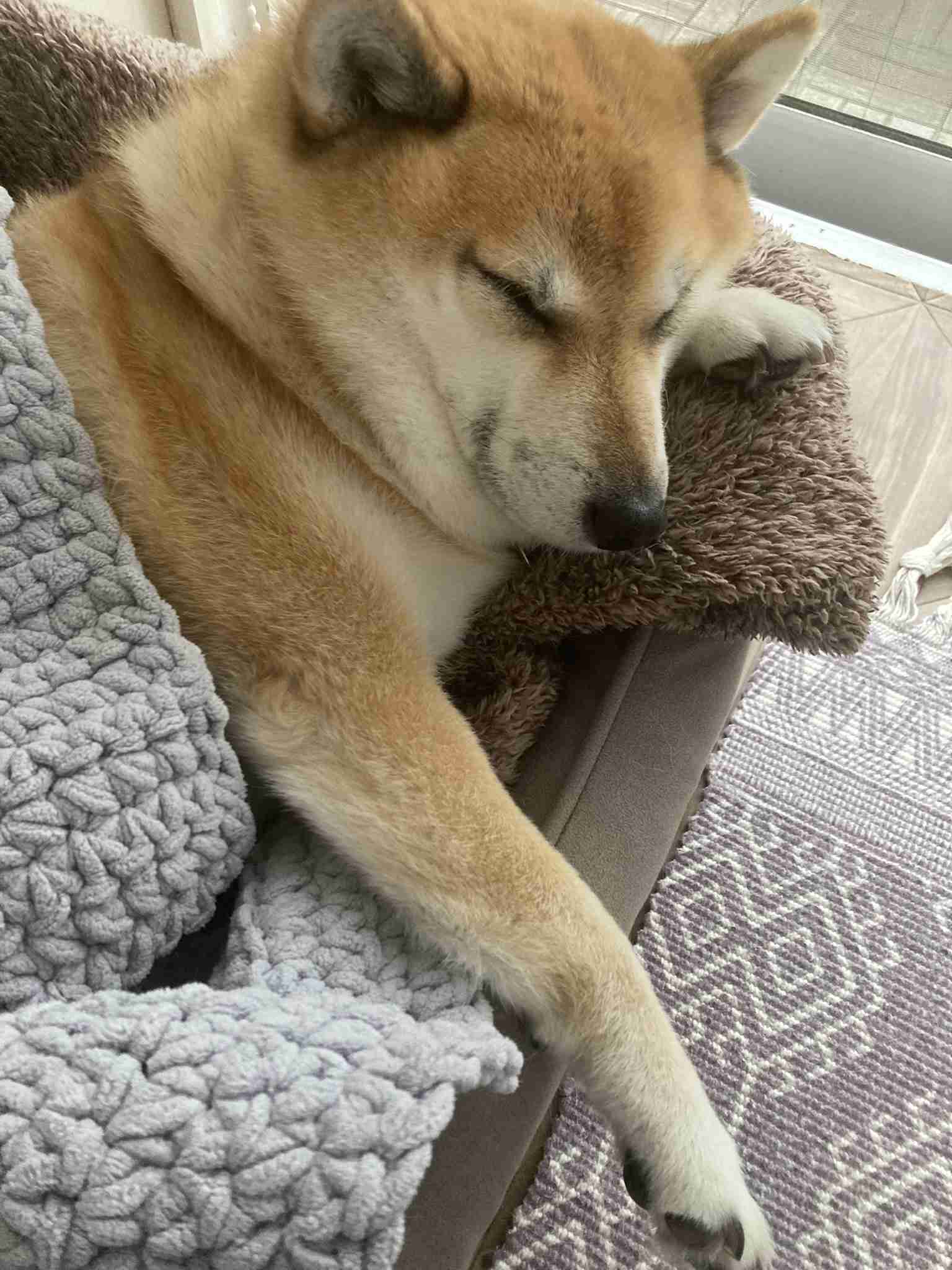 動物、ペットがのほほんと寝てる画像を見せて下さい