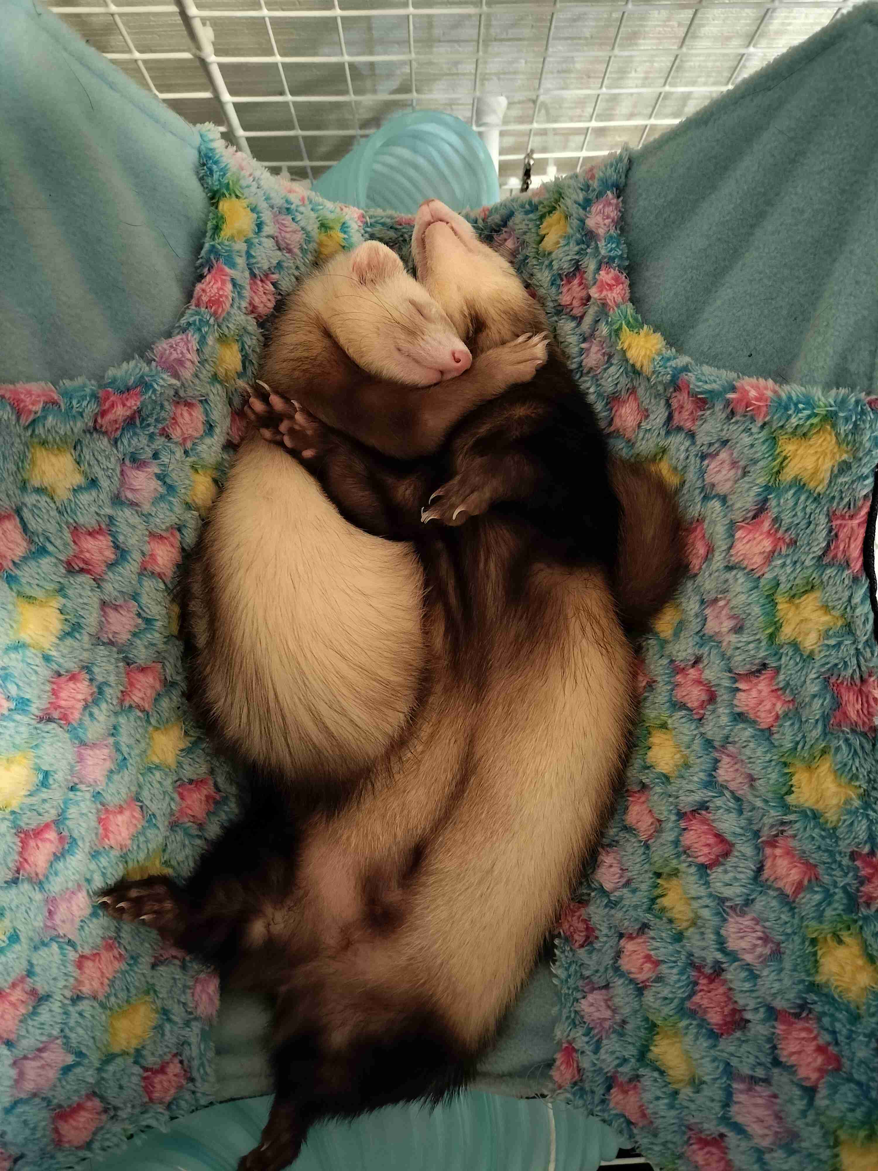 動物、ペットがのほほんと寝てる画像を見せて下さい