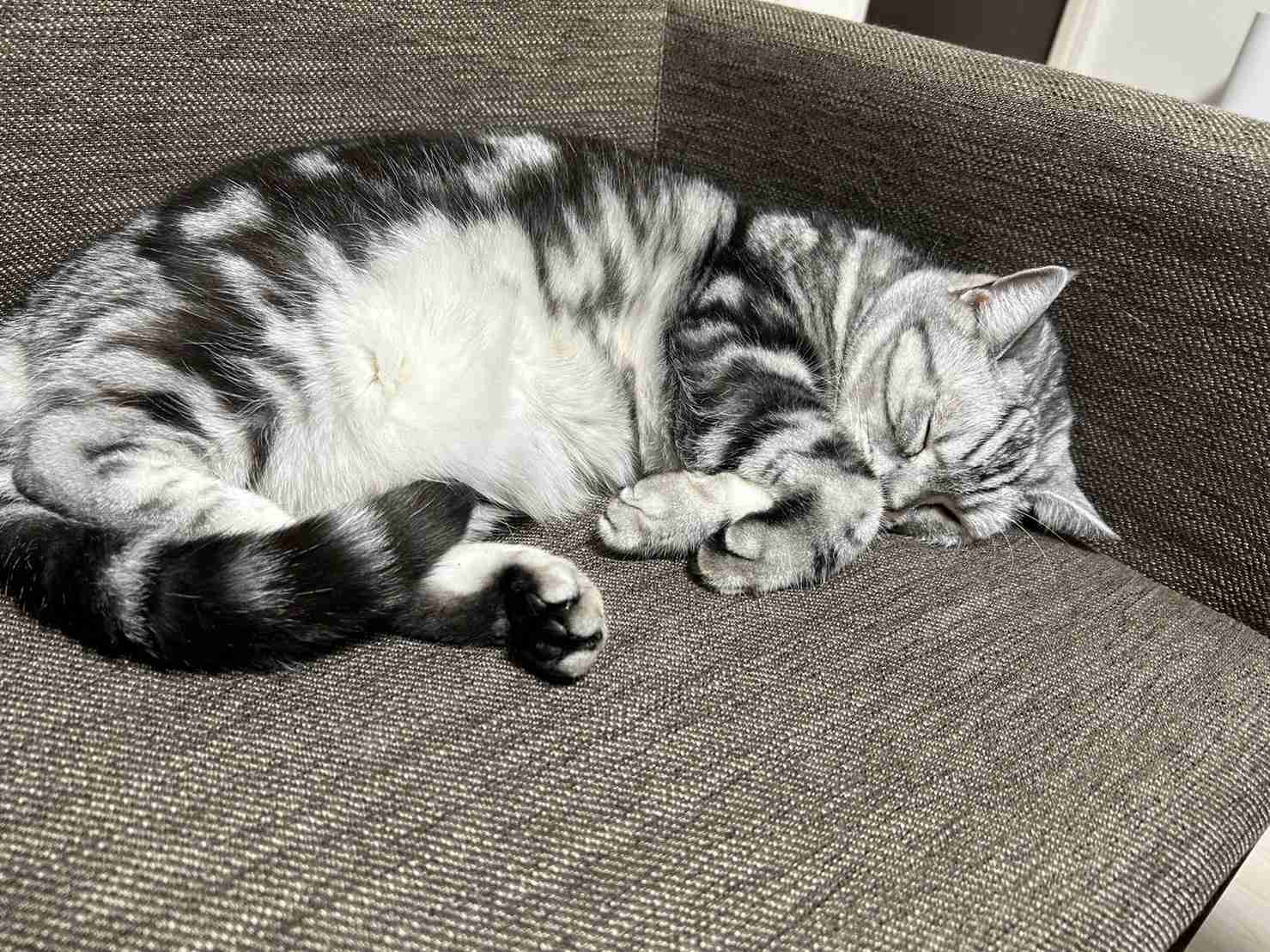 動物、ペットがのほほんと寝てる画像を見せて下さい