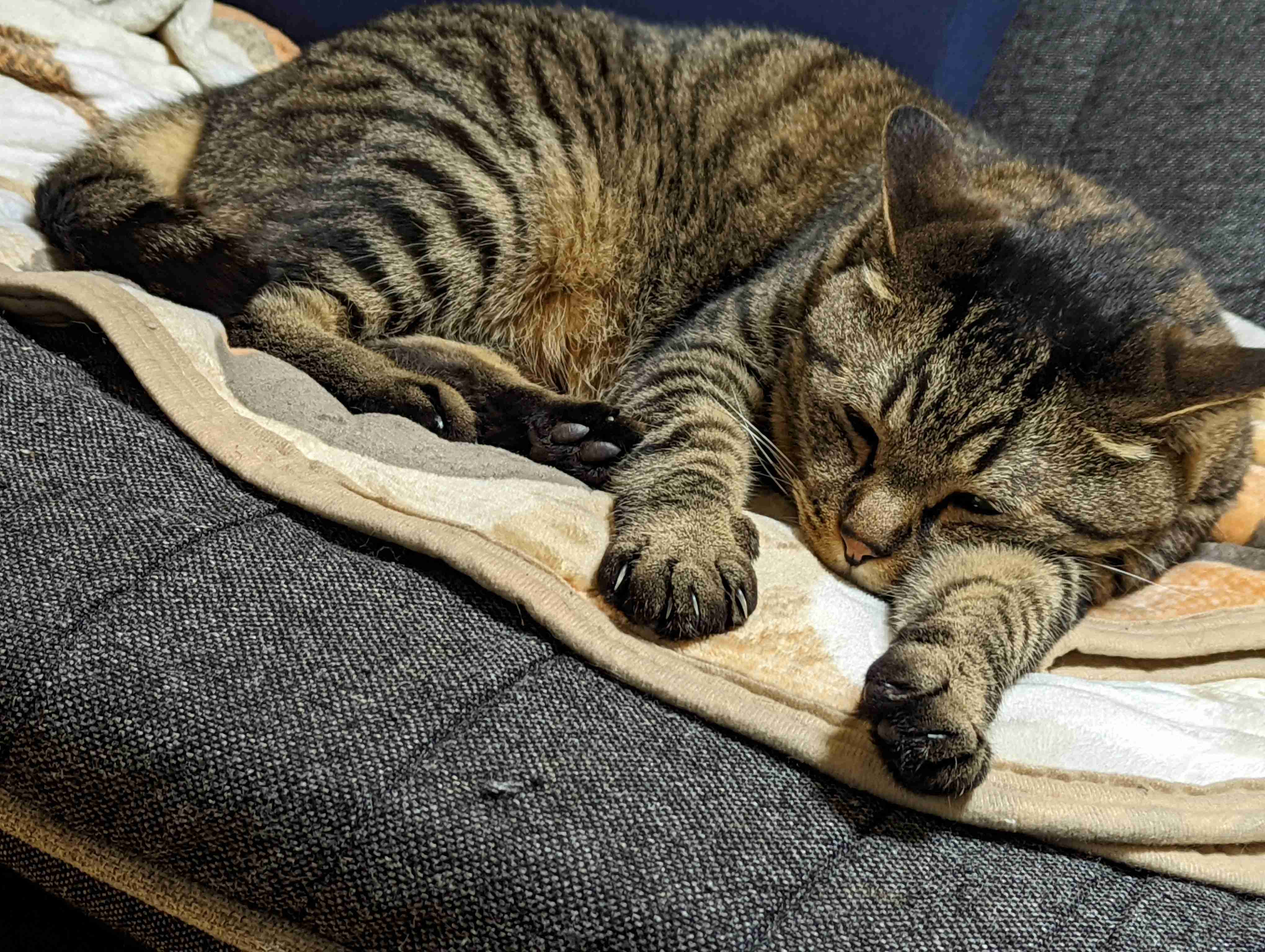 動物、ペットがのほほんと寝てる画像を見せて下さい