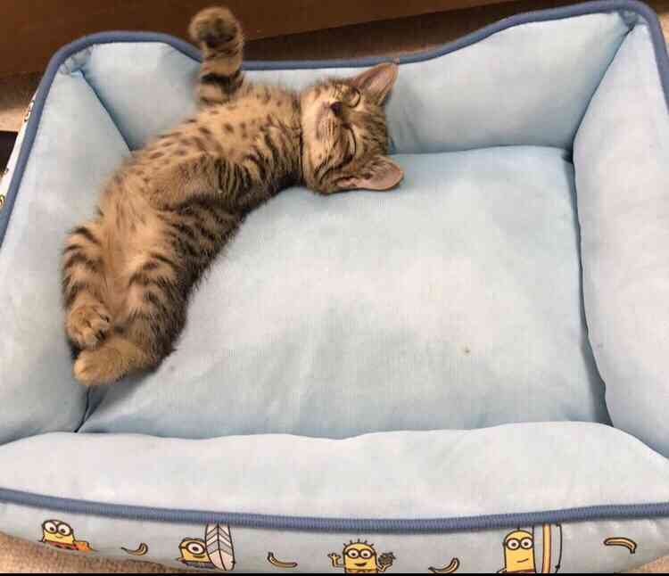 動物、ペットがのほほんと寝てる画像を見せて下さい