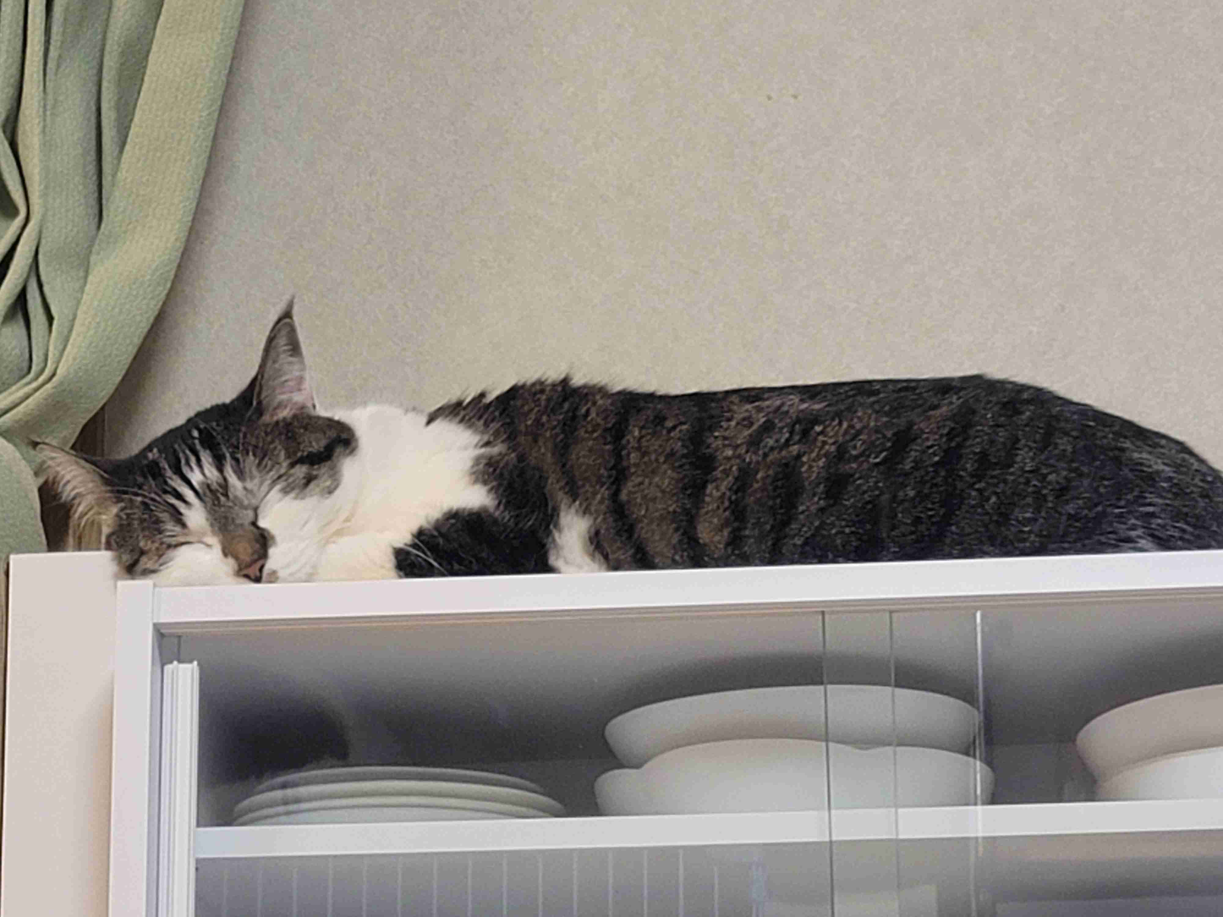 動物、ペットがのほほんと寝てる画像を見せて下さい