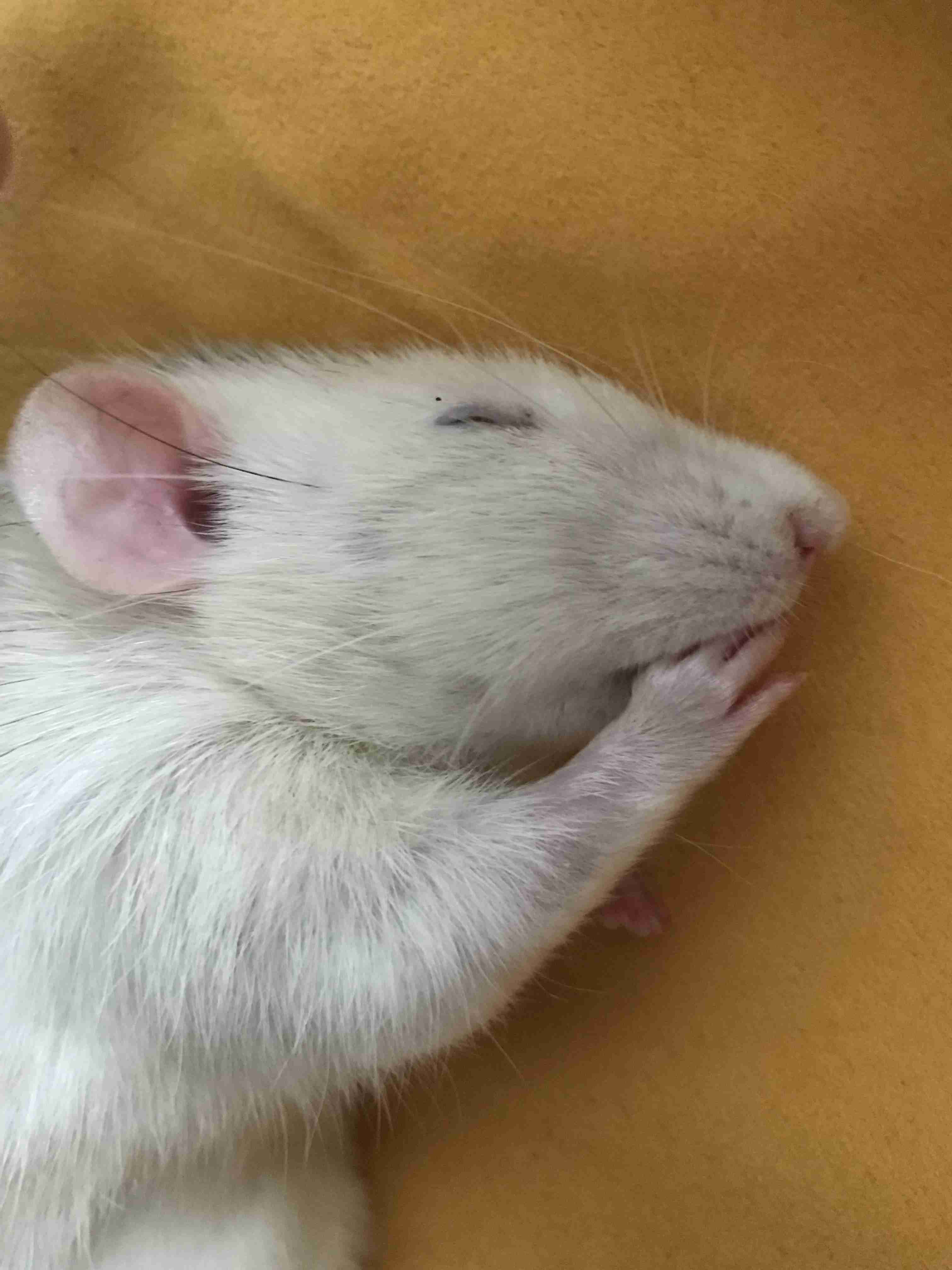 動物、ペットがのほほんと寝てる画像を見せて下さい