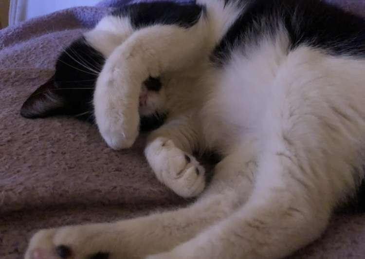 動物、ペットがのほほんと寝てる画像を見せて下さい