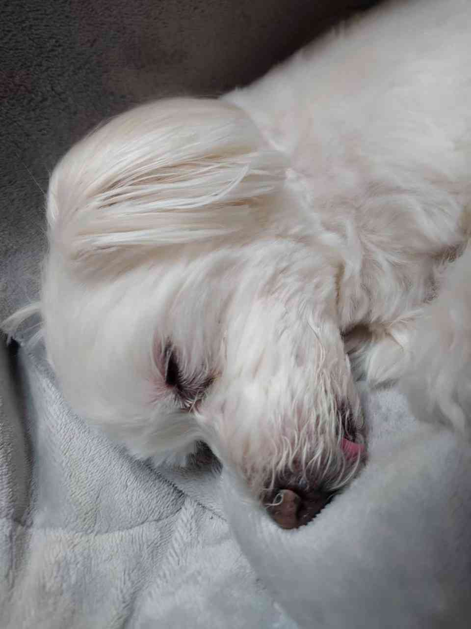 動物、ペットがのほほんと寝てる画像を見せて下さい