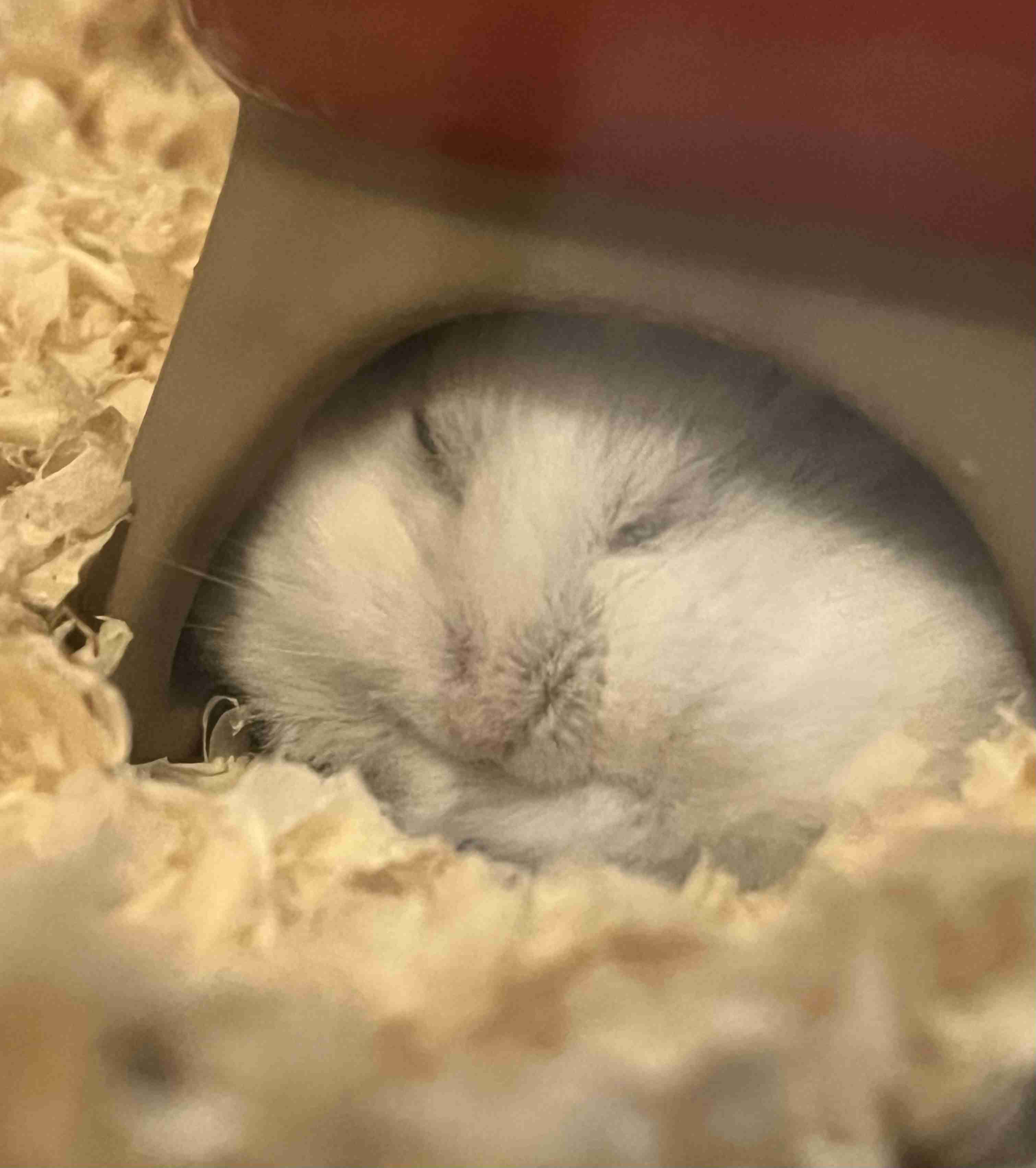 動物、ペットがのほほんと寝てる画像を見せて下さい