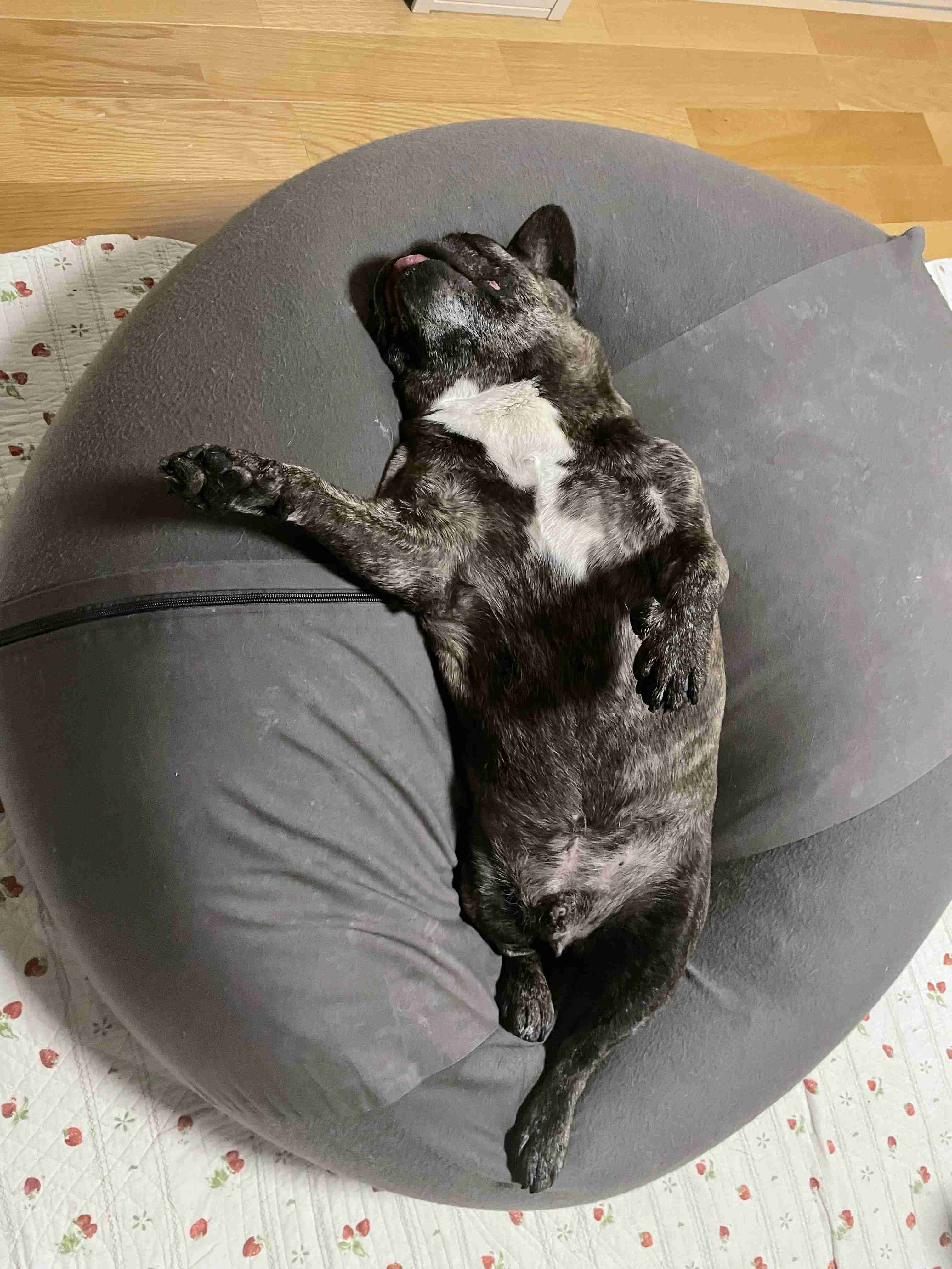 動物、ペットがのほほんと寝てる画像を見せて下さい