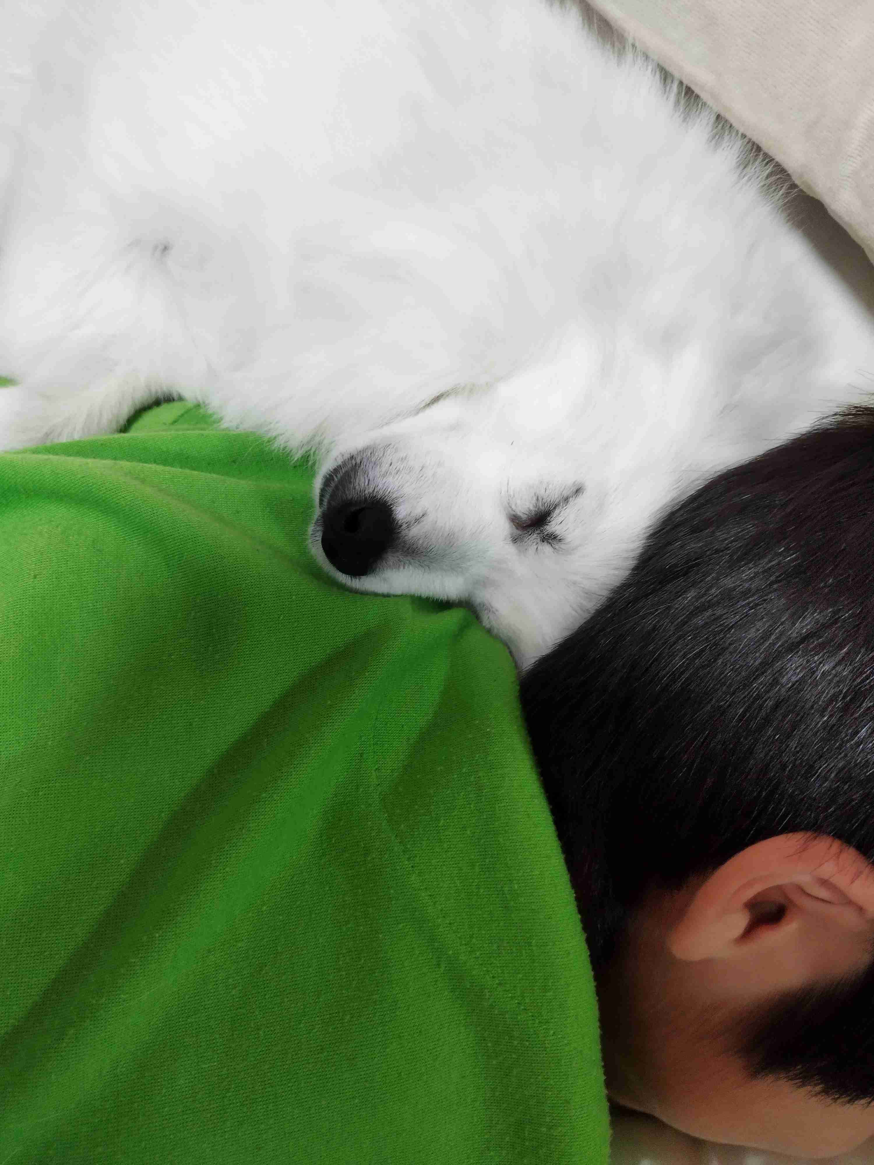 動物、ペットがのほほんと寝てる画像を見せて下さい