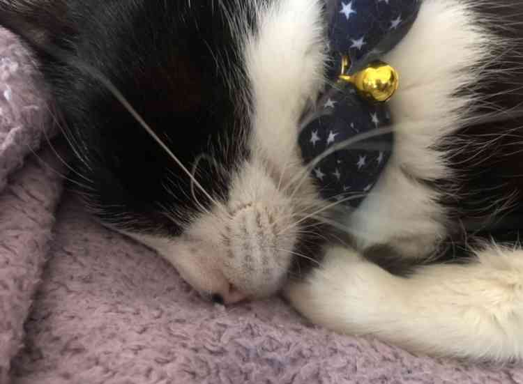 動物、ペットがのほほんと寝てる画像を見せて下さい