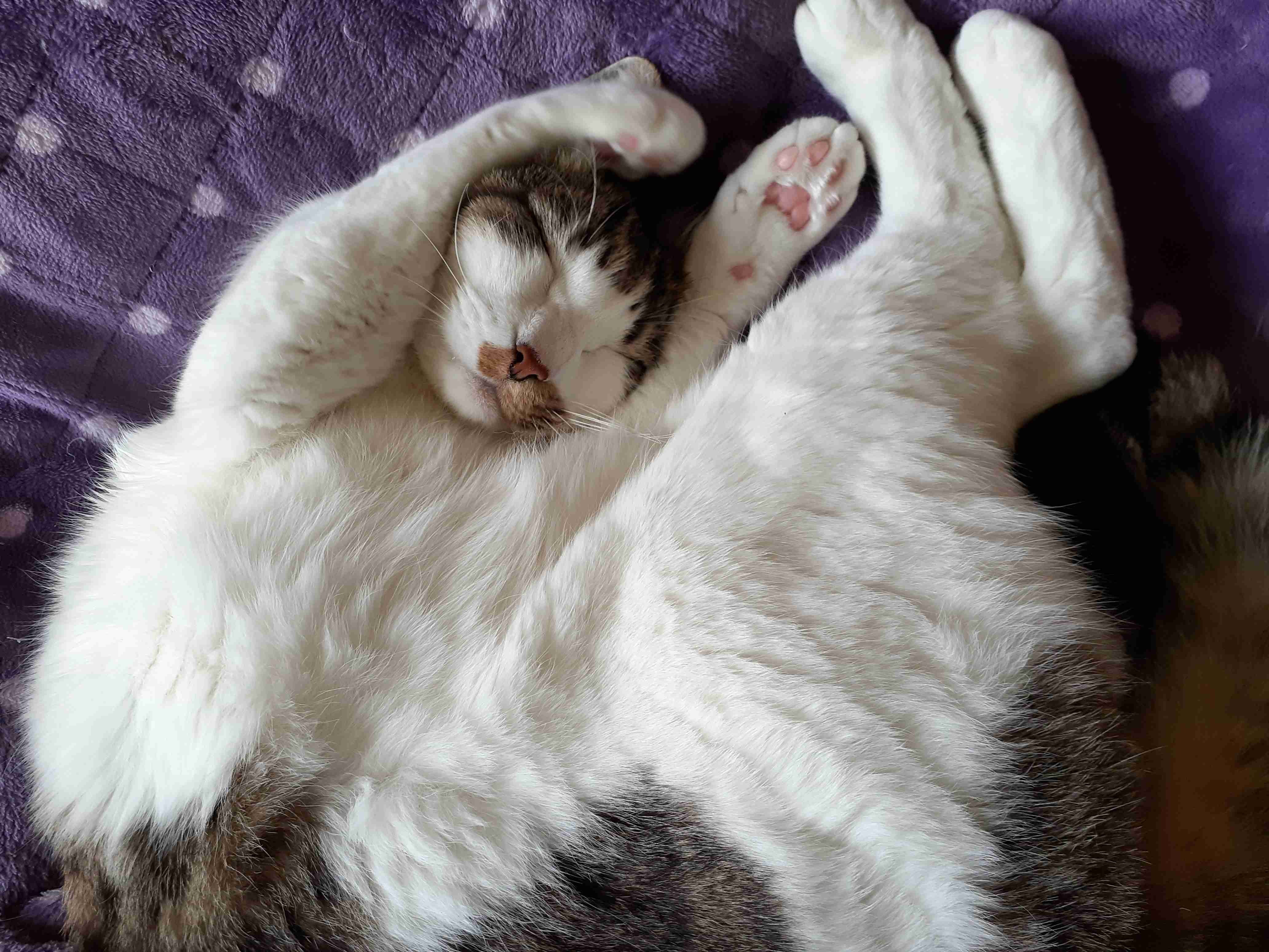 動物、ペットがのほほんと寝てる画像を見せて下さい