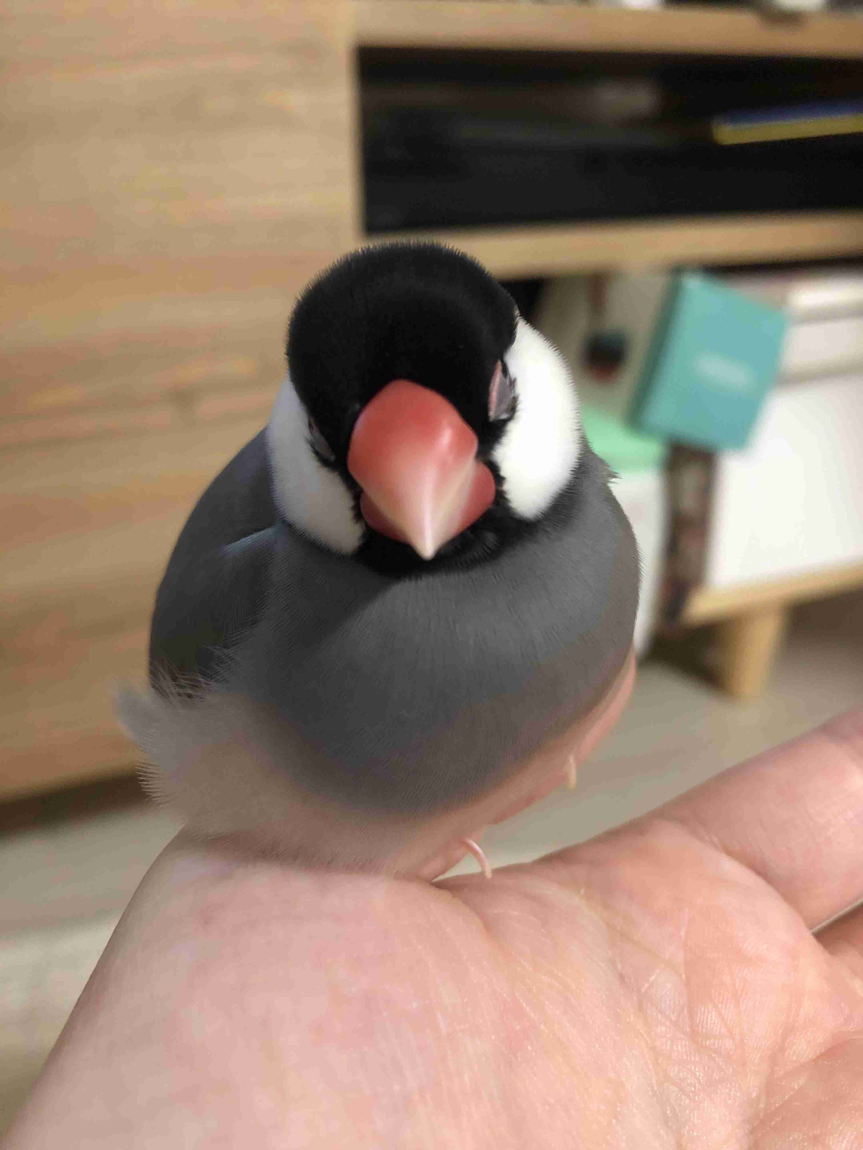 動物、ペットがのほほんと寝てる画像を見せて下さい