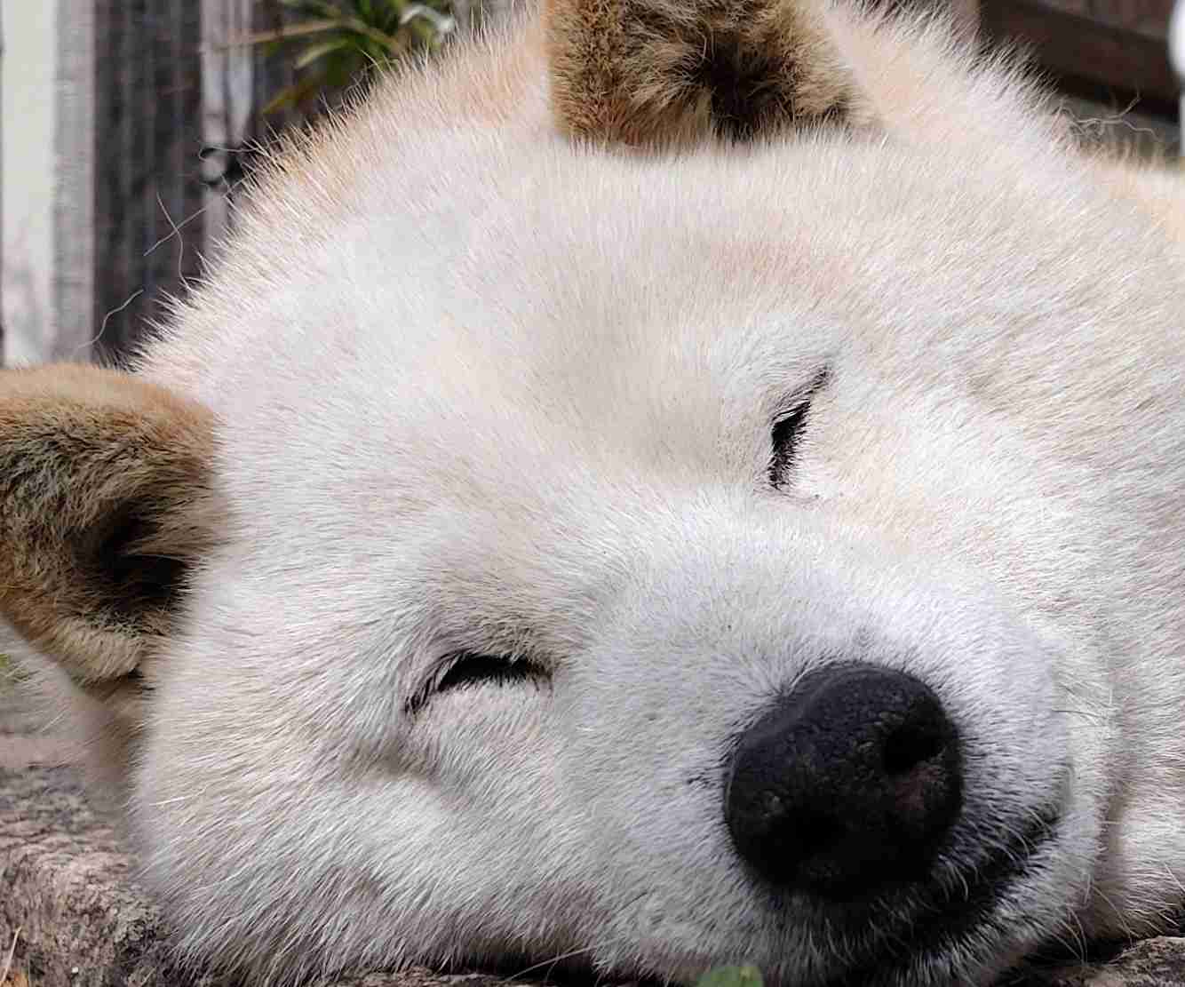 動物、ペットがのほほんと寝てる画像を見せて下さい