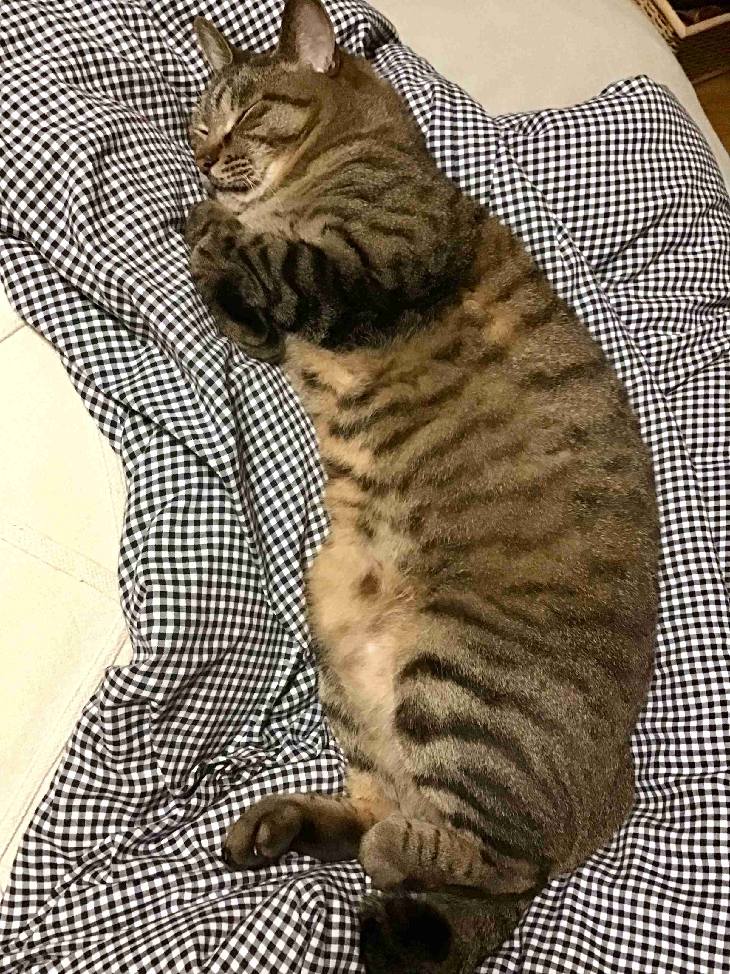 動物、ペットがのほほんと寝てる画像を見せて下さい