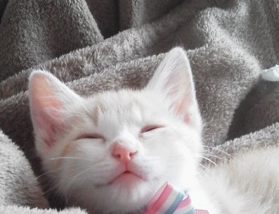 動物、ペットがのほほんと寝てる画像を見せて下さい