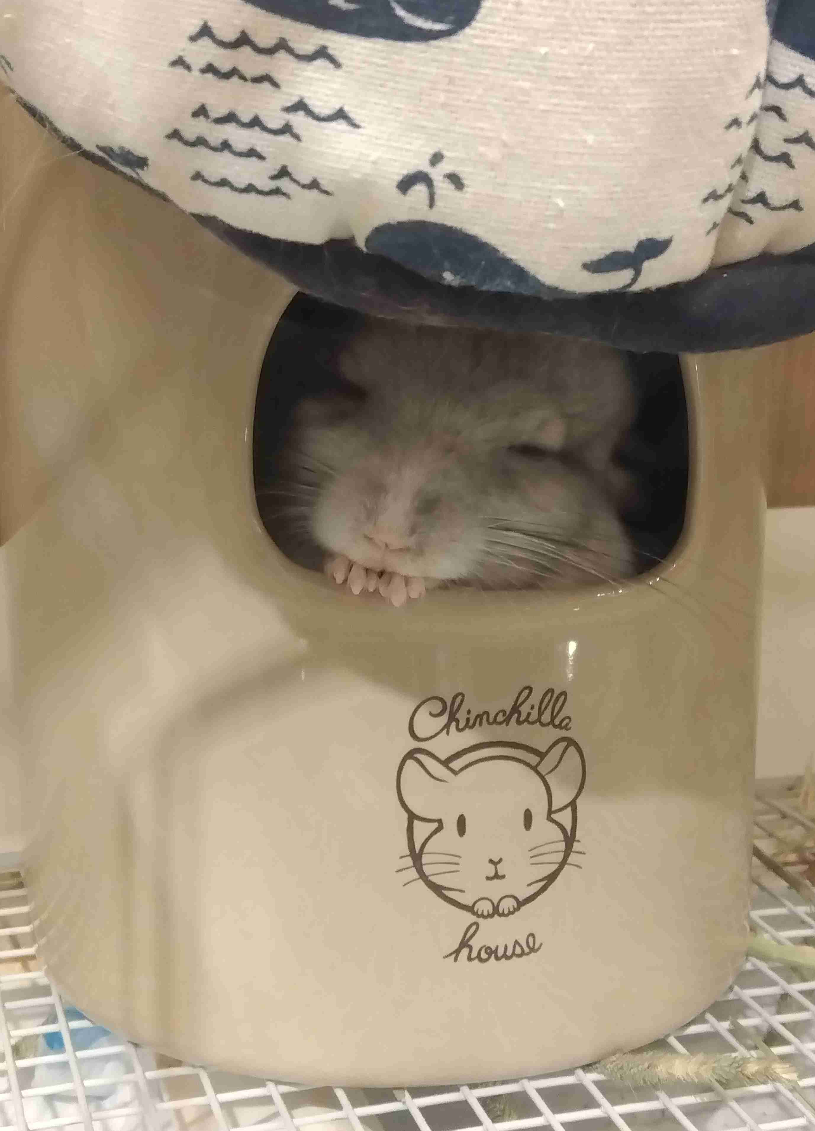 動物、ペットがのほほんと寝てる画像を見せて下さい