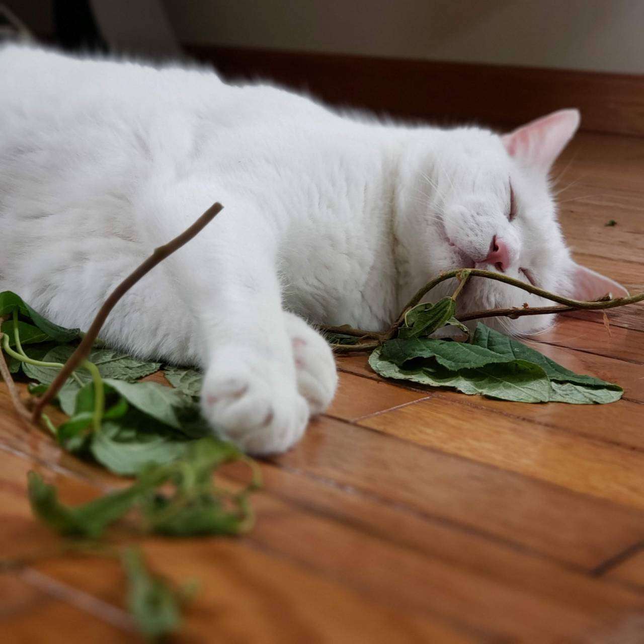 動物、ペットがのほほんと寝てる画像を見せて下さい