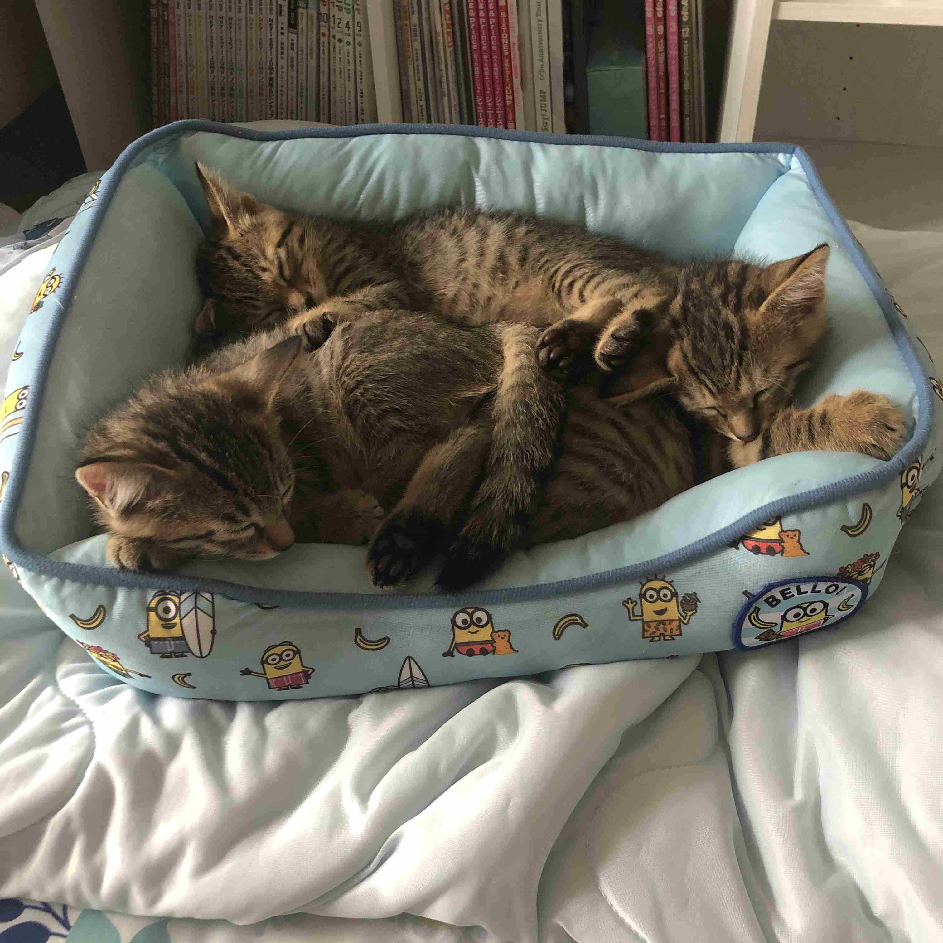 動物、ペットがのほほんと寝てる画像を見せて下さい