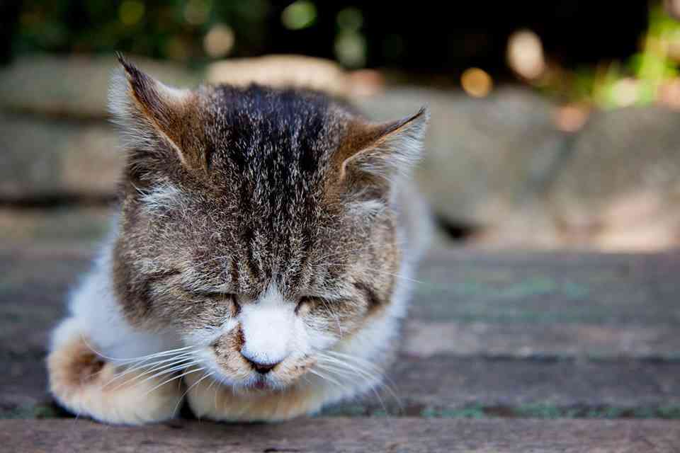 動物、ペットがのほほんと寝てる画像を見せて下さい