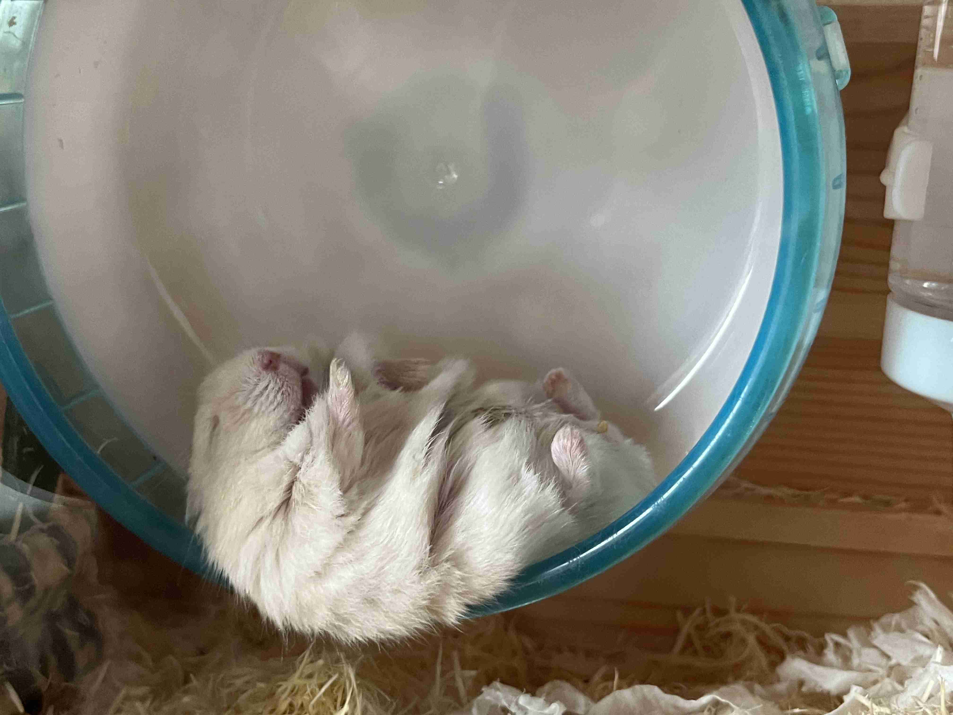 動物、ペットがのほほんと寝てる画像を見せて下さい