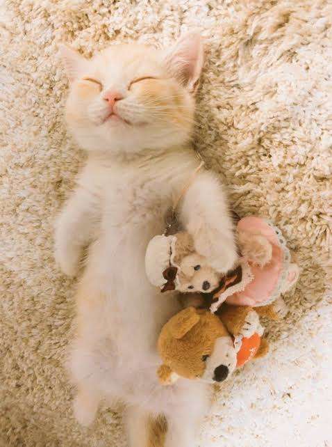 動物、ペットがのほほんと寝てる画像を見せて下さい