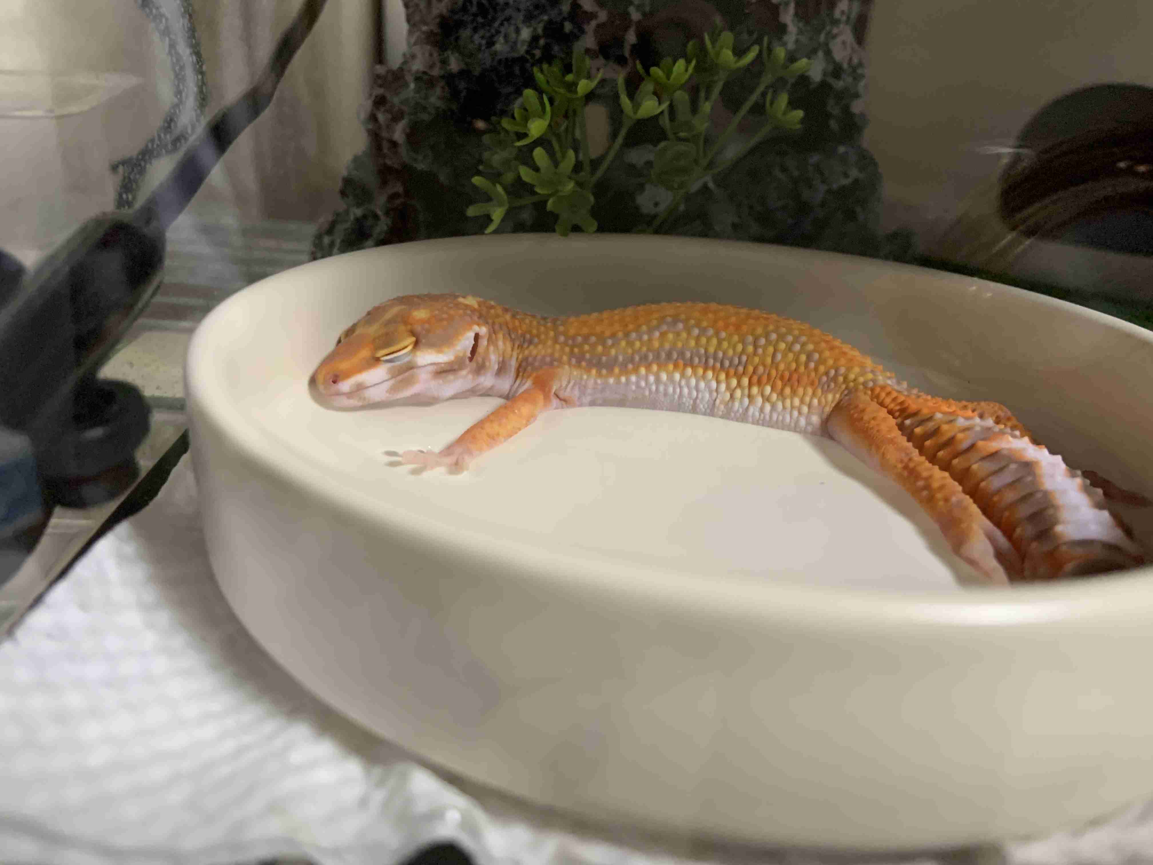 動物、ペットがのほほんと寝てる画像を見せて下さい