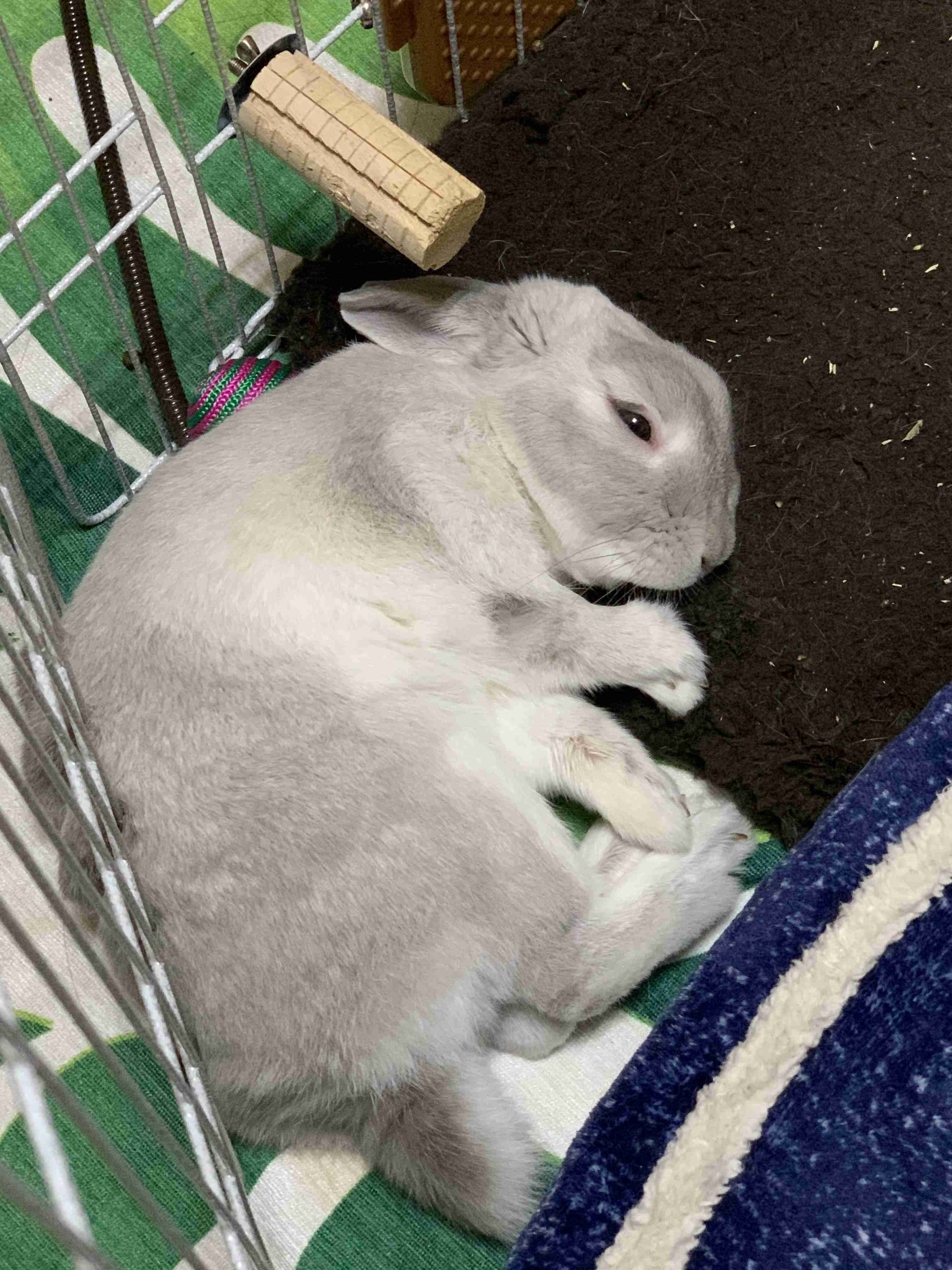 動物、ペットがのほほんと寝てる画像を見せて下さい