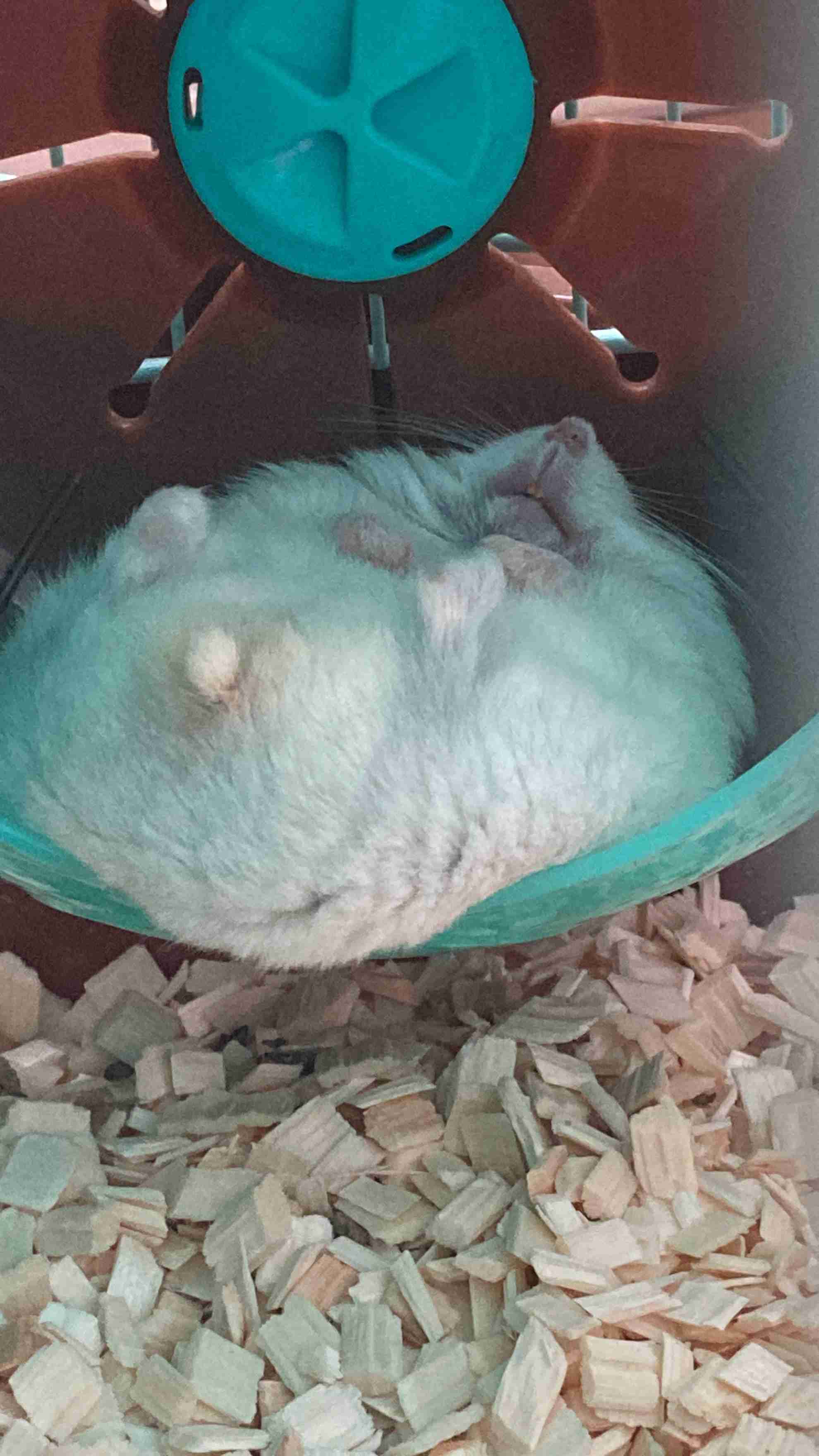 動物、ペットがのほほんと寝てる画像を見せて下さい