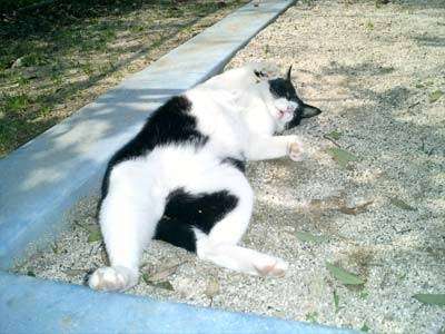 動物、ペットがのほほんと寝てる画像を見せて下さい