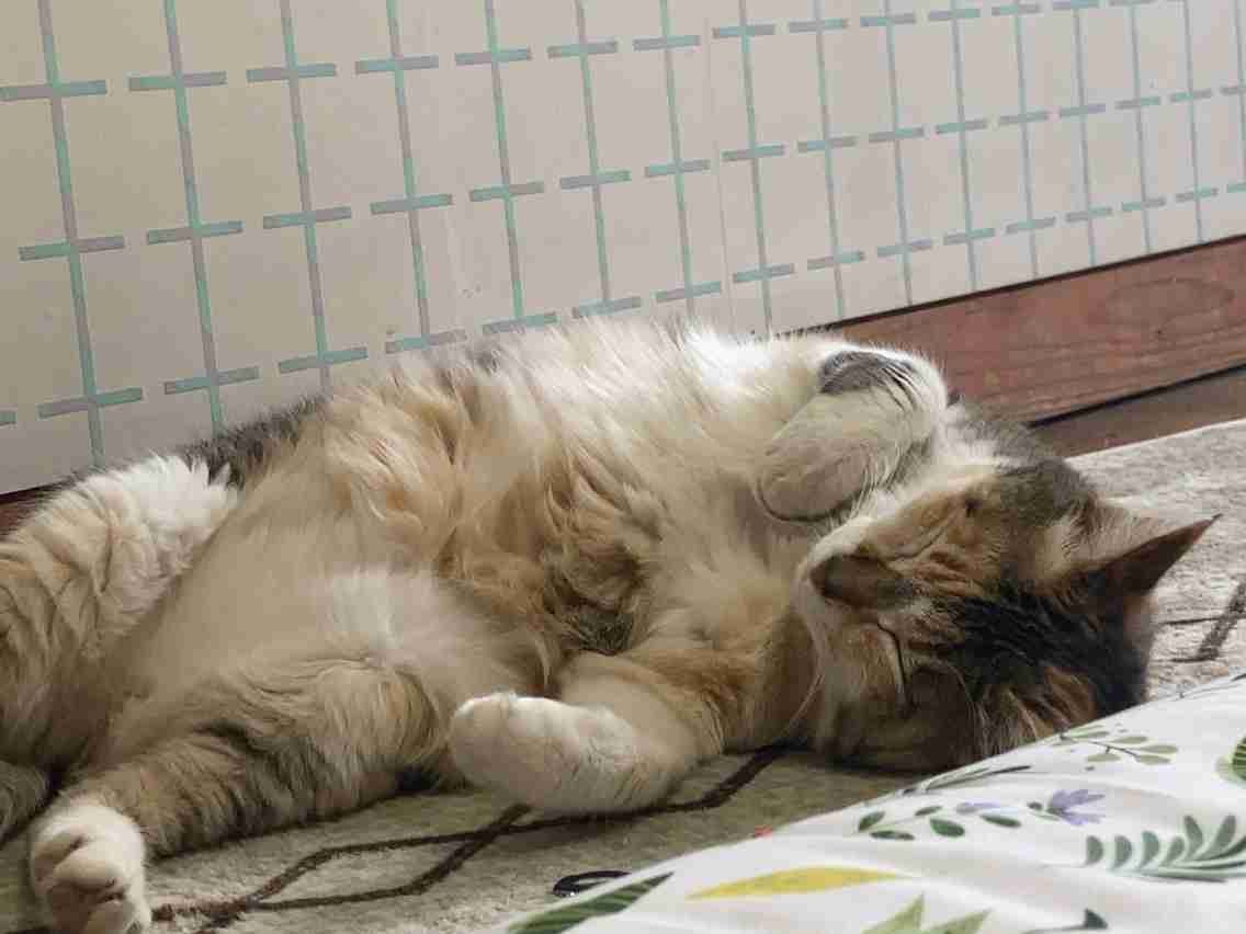 動物、ペットがのほほんと寝てる画像を見せて下さい