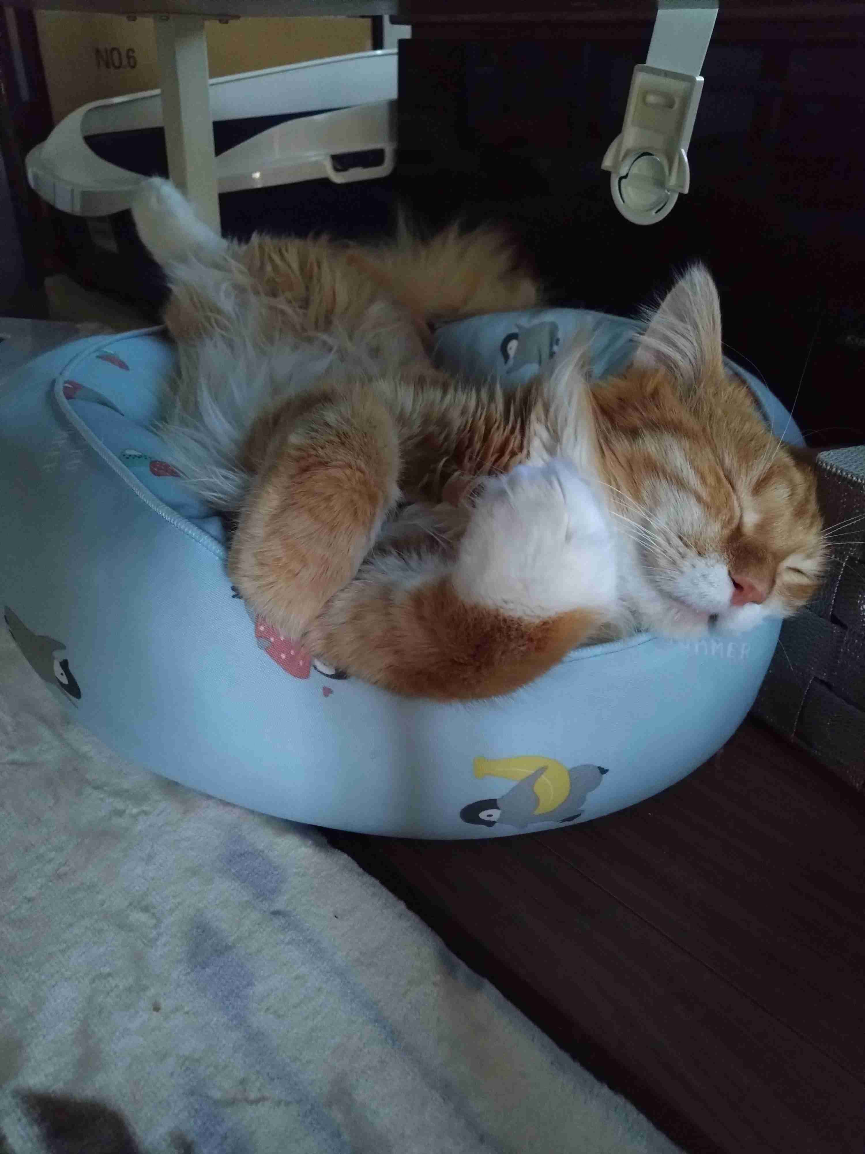 動物、ペットがのほほんと寝てる画像を見せて下さい