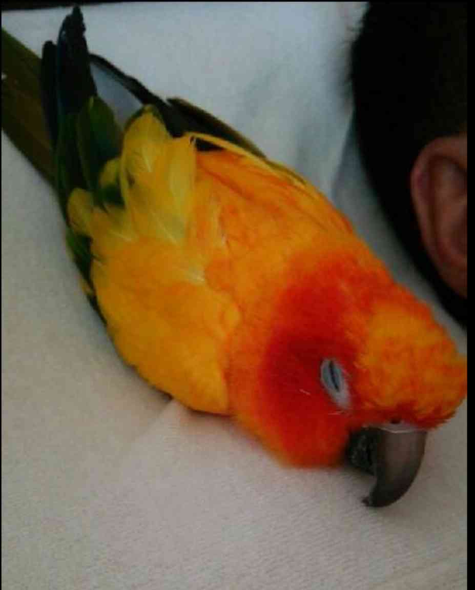 動物、ペットがのほほんと寝てる画像を見せて下さい