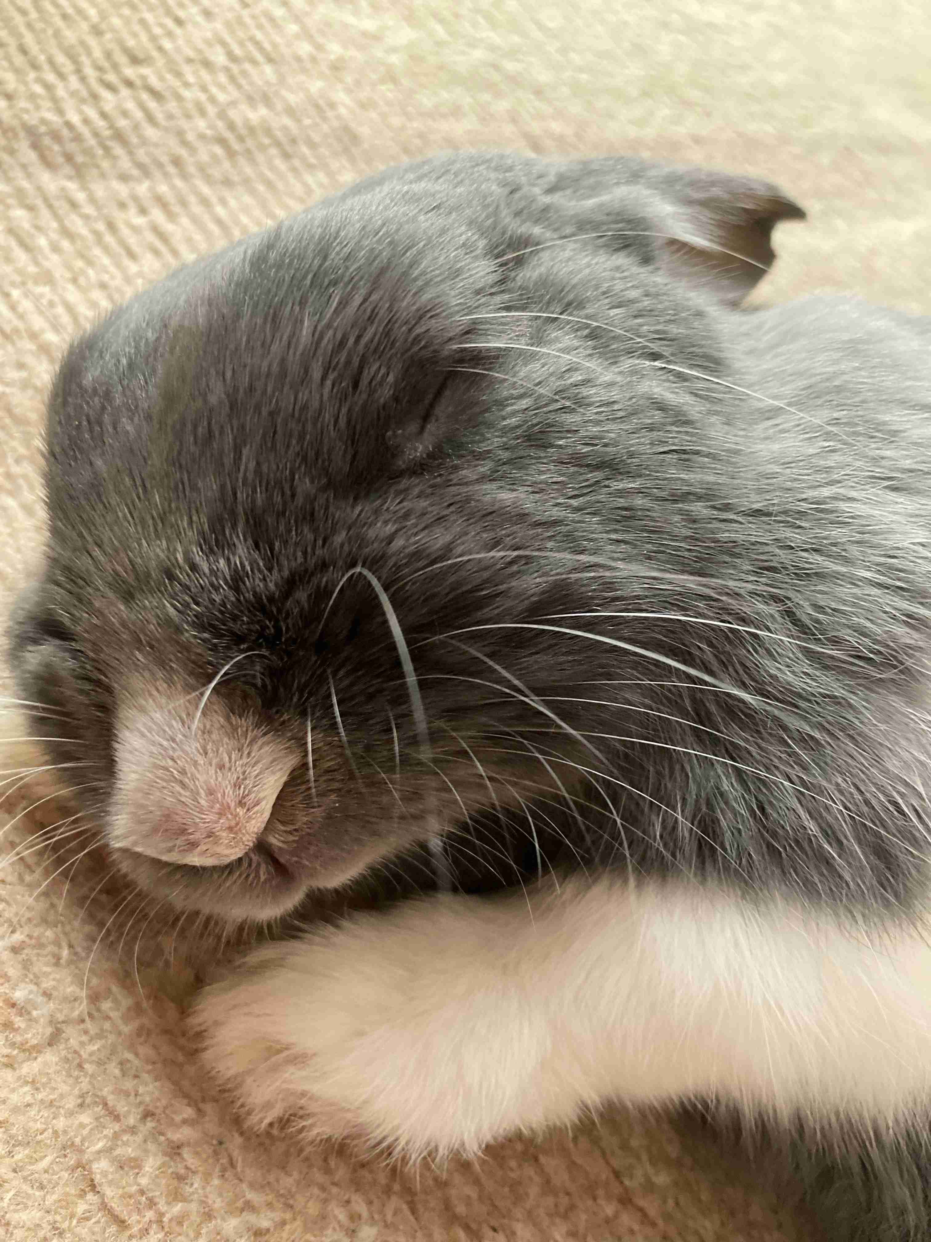 動物、ペットがのほほんと寝てる画像を見せて下さい