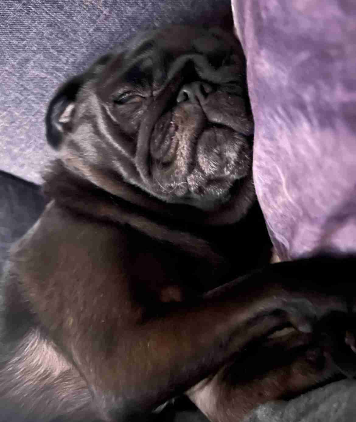 動物、ペットがのほほんと寝てる画像を見せて下さい