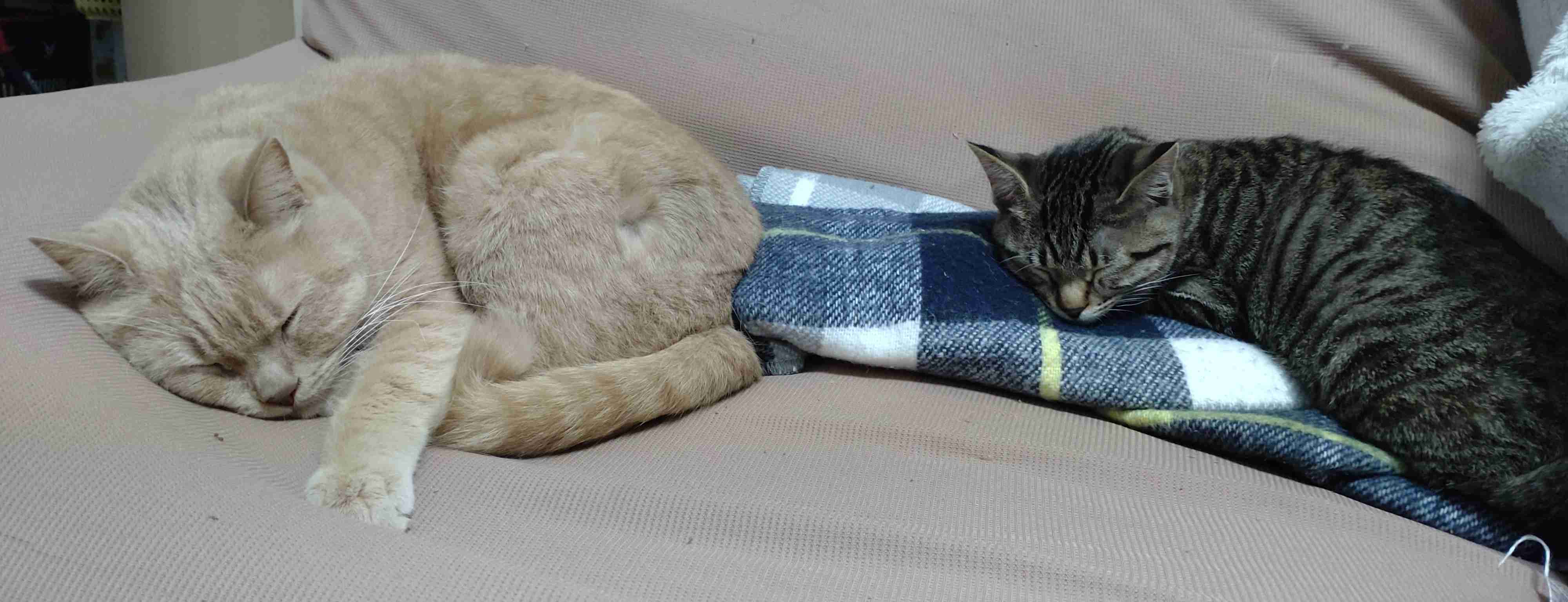 動物、ペットがのほほんと寝てる画像を見せて下さい