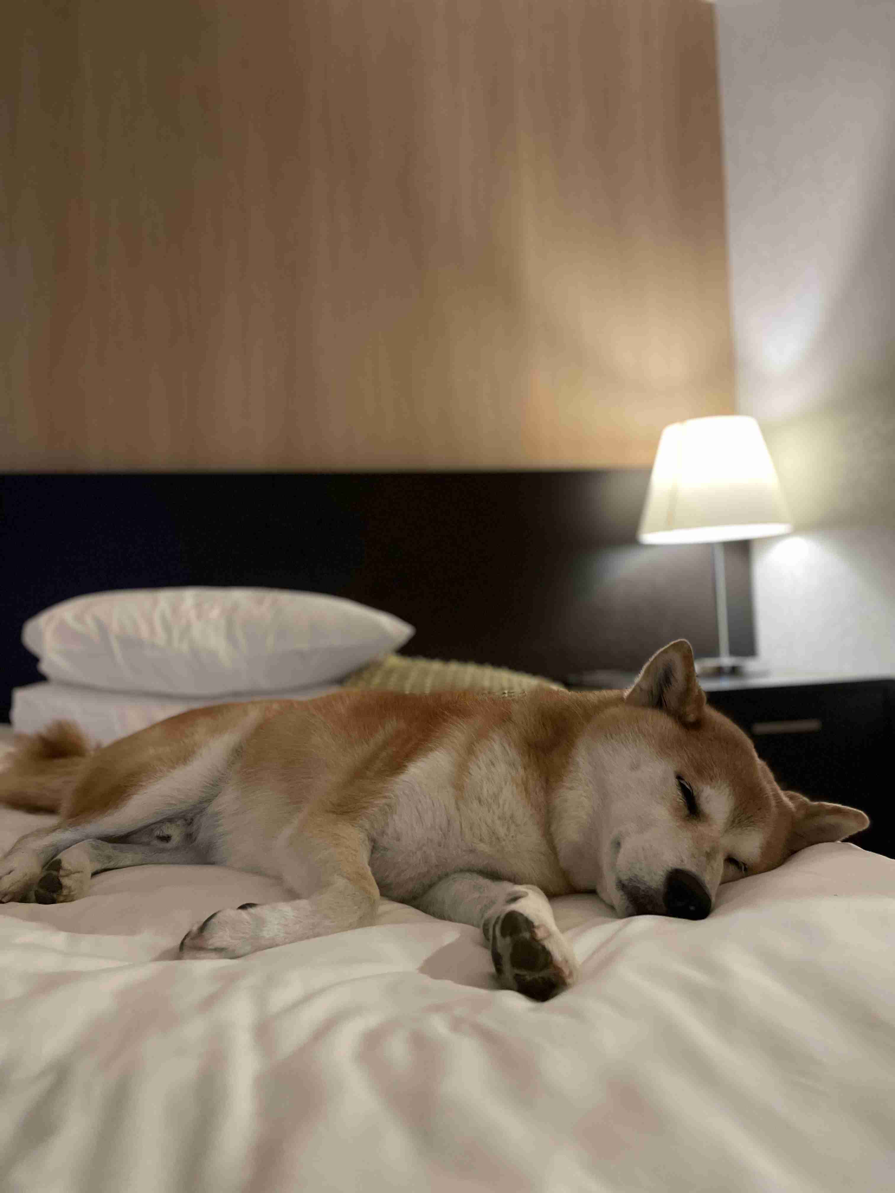 動物、ペットがのほほんと寝てる画像を見せて下さい