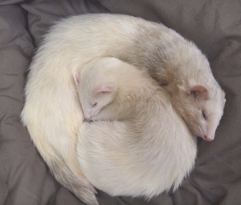 動物、ペットがのほほんと寝てる画像を見せて下さい