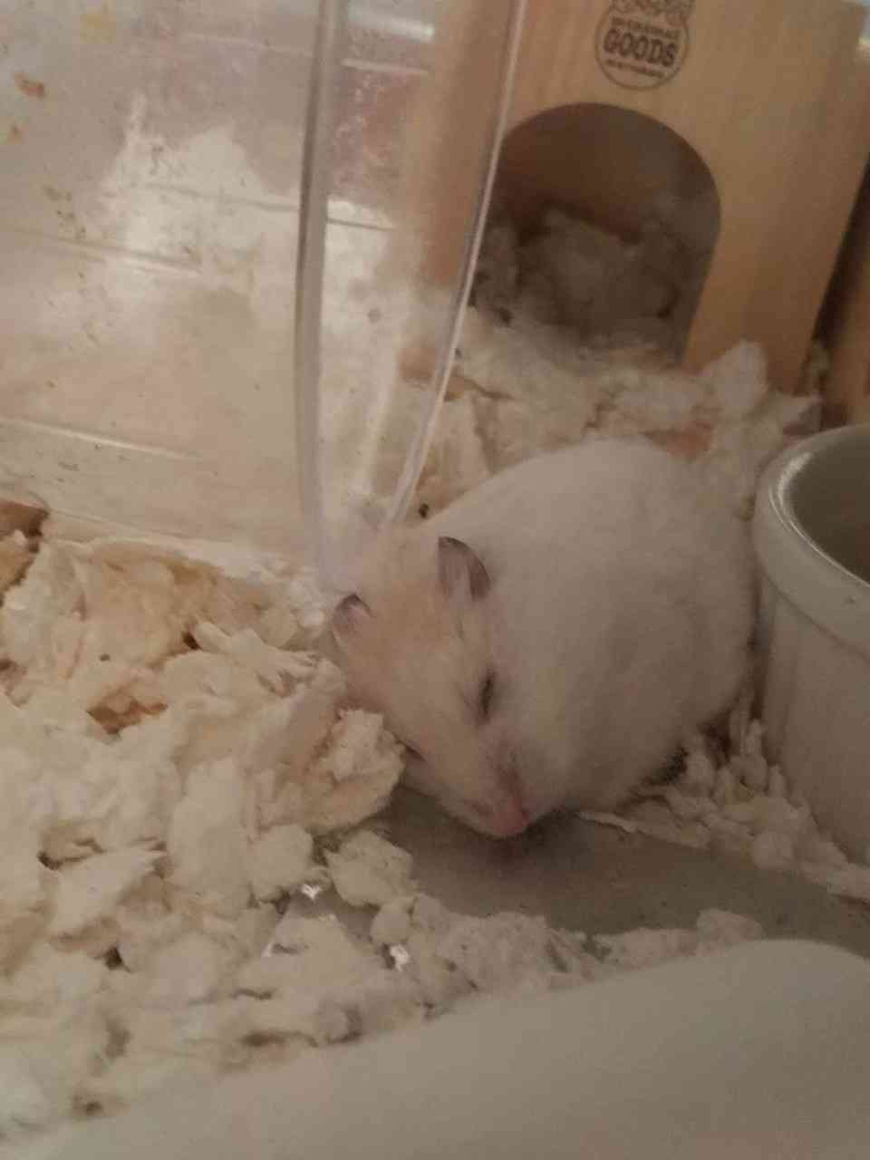 動物、ペットがのほほんと寝てる画像を見せて下さい