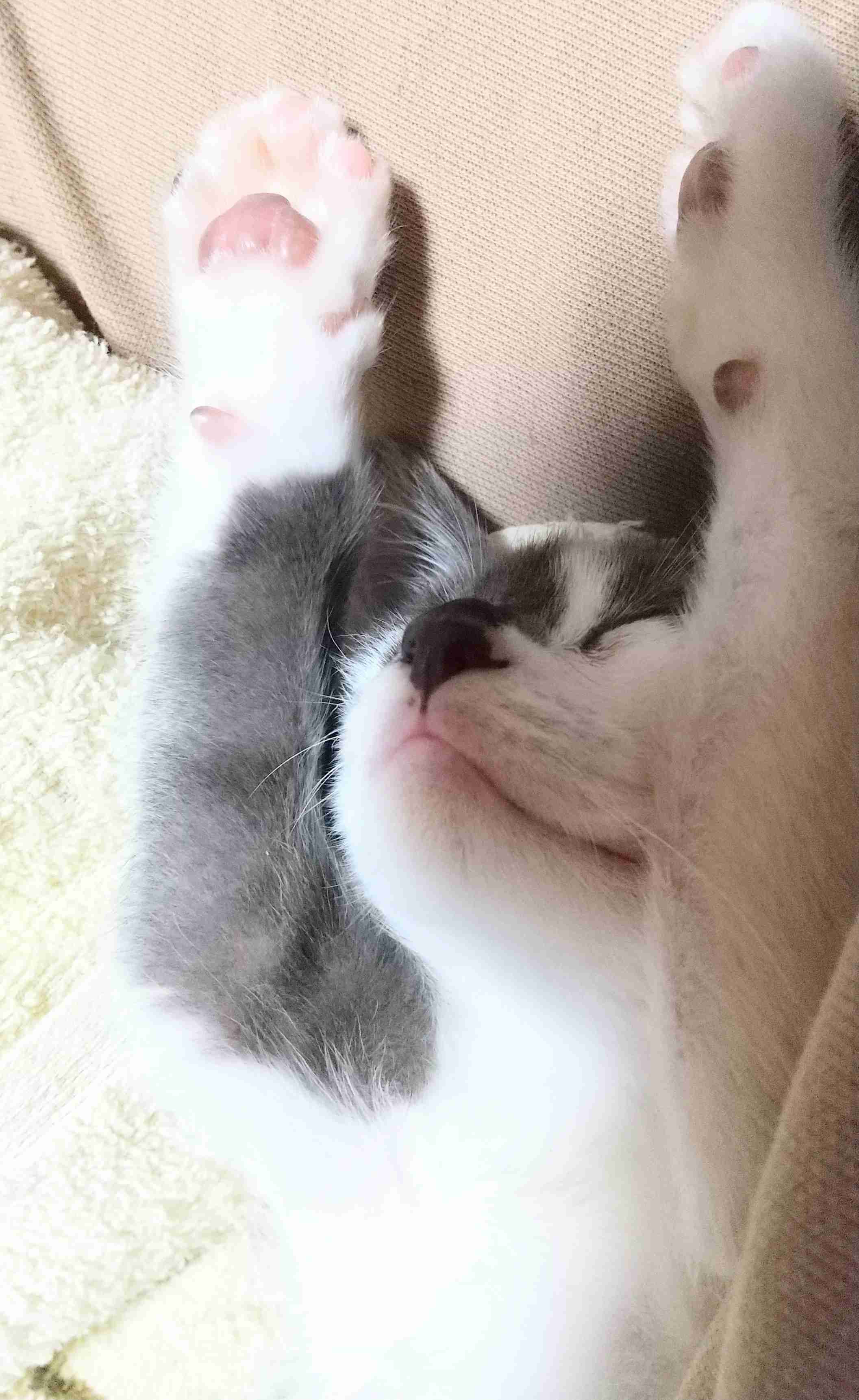 動物、ペットがのほほんと寝てる画像を見せて下さい