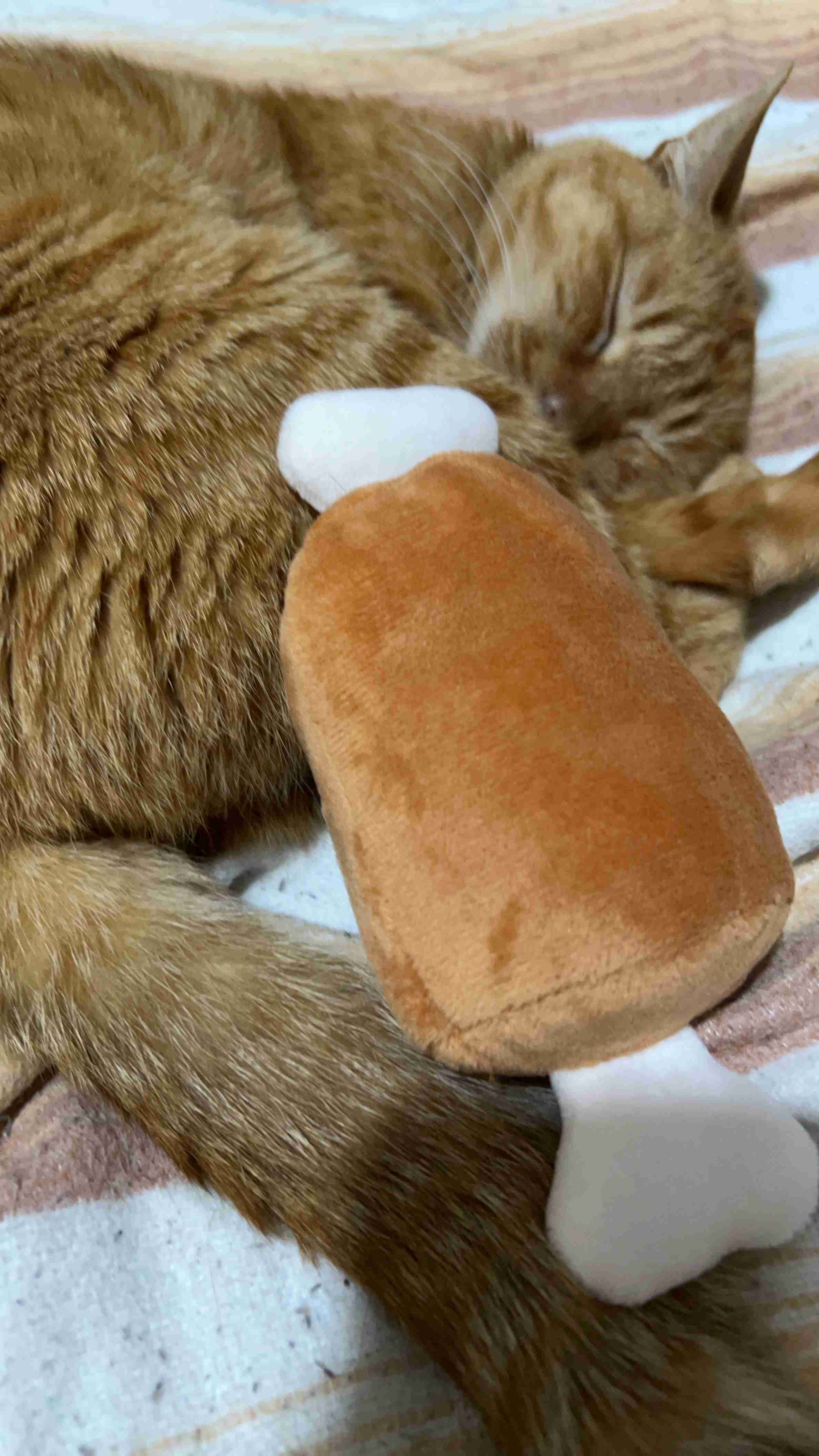 動物、ペットがのほほんと寝てる画像を見せて下さい