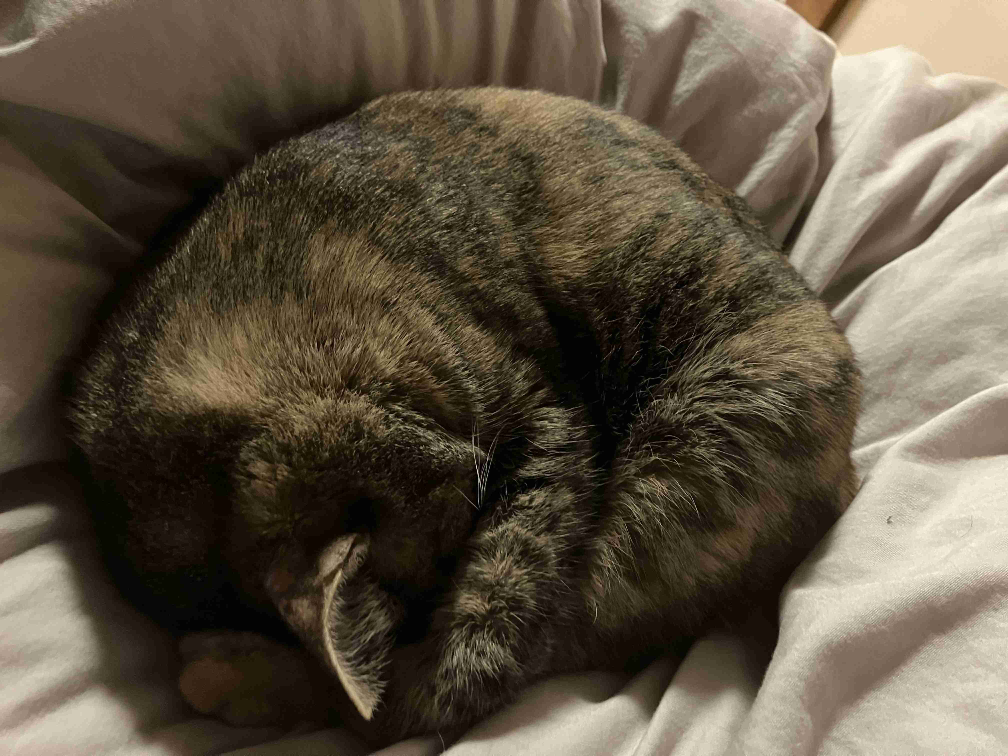 動物、ペットがのほほんと寝てる画像を見せて下さい