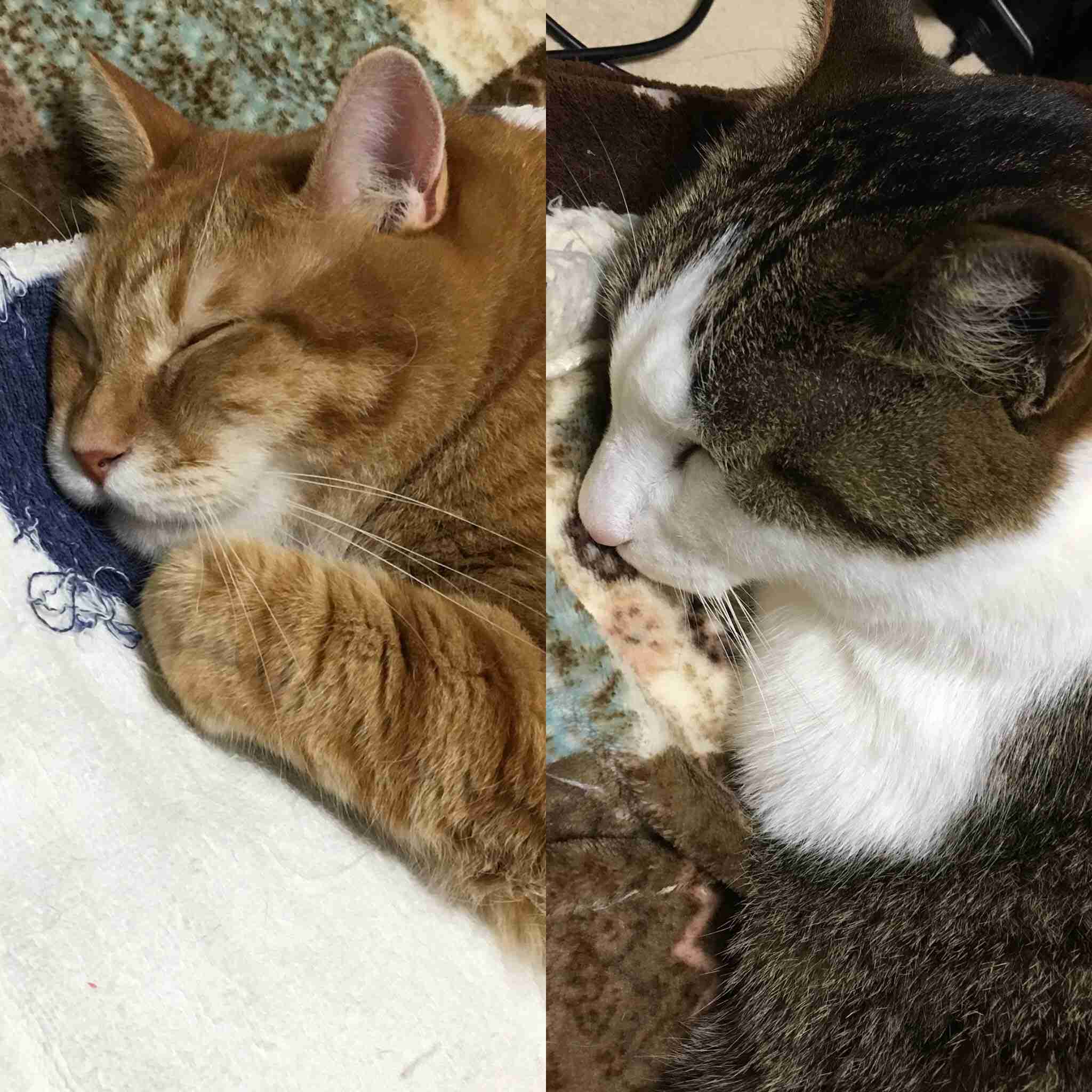 動物、ペットがのほほんと寝てる画像を見せて下さい