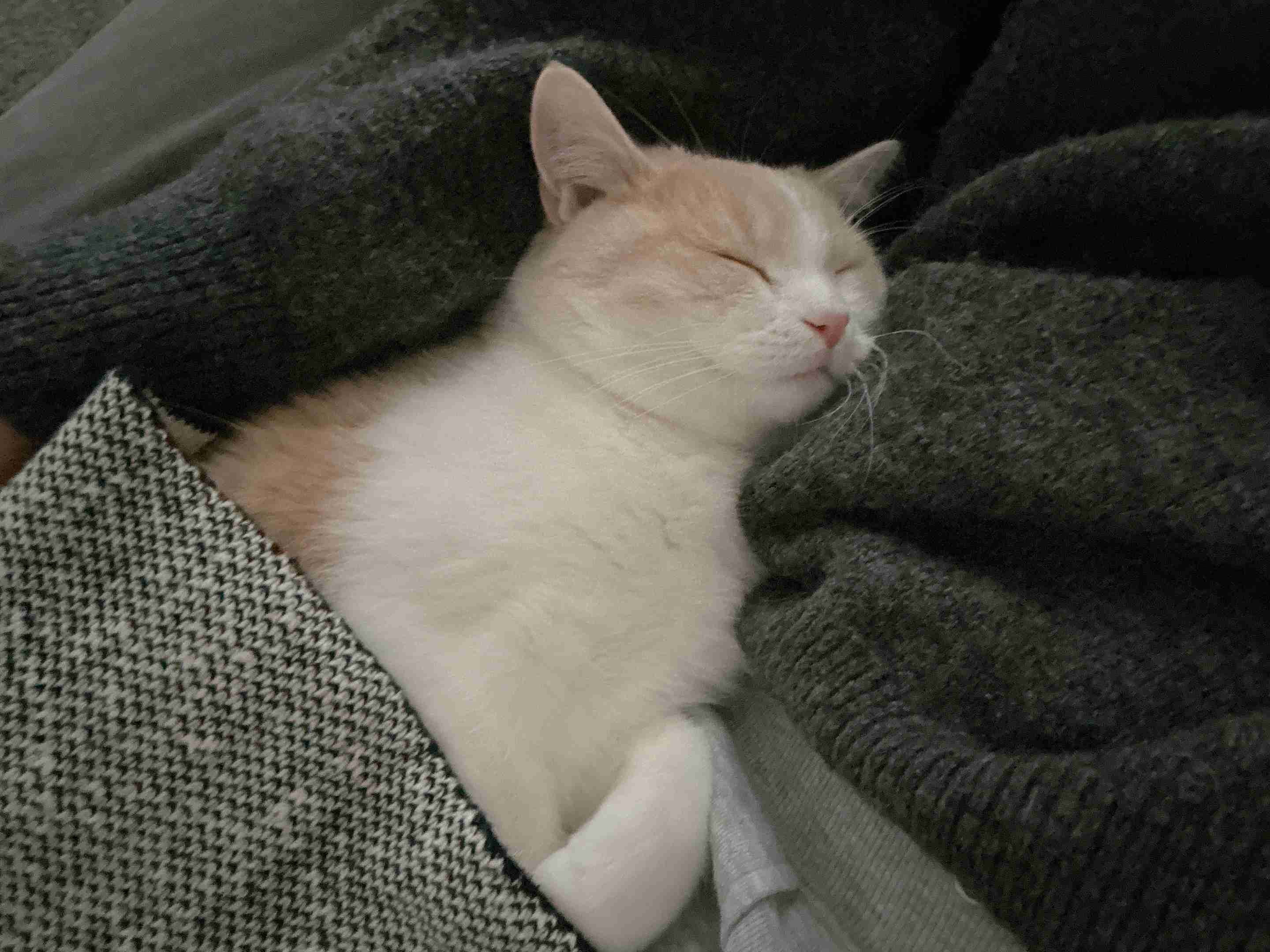 動物、ペットがのほほんと寝てる画像を見せて下さい