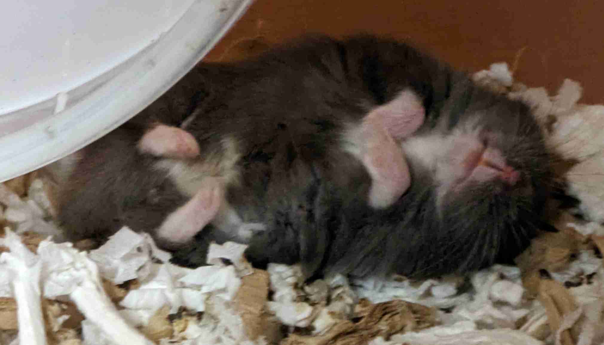 動物、ペットがのほほんと寝てる画像を見せて下さい