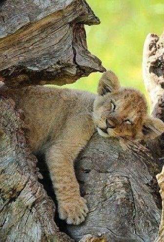 動物、ペットがのほほんと寝てる画像を見せて下さい